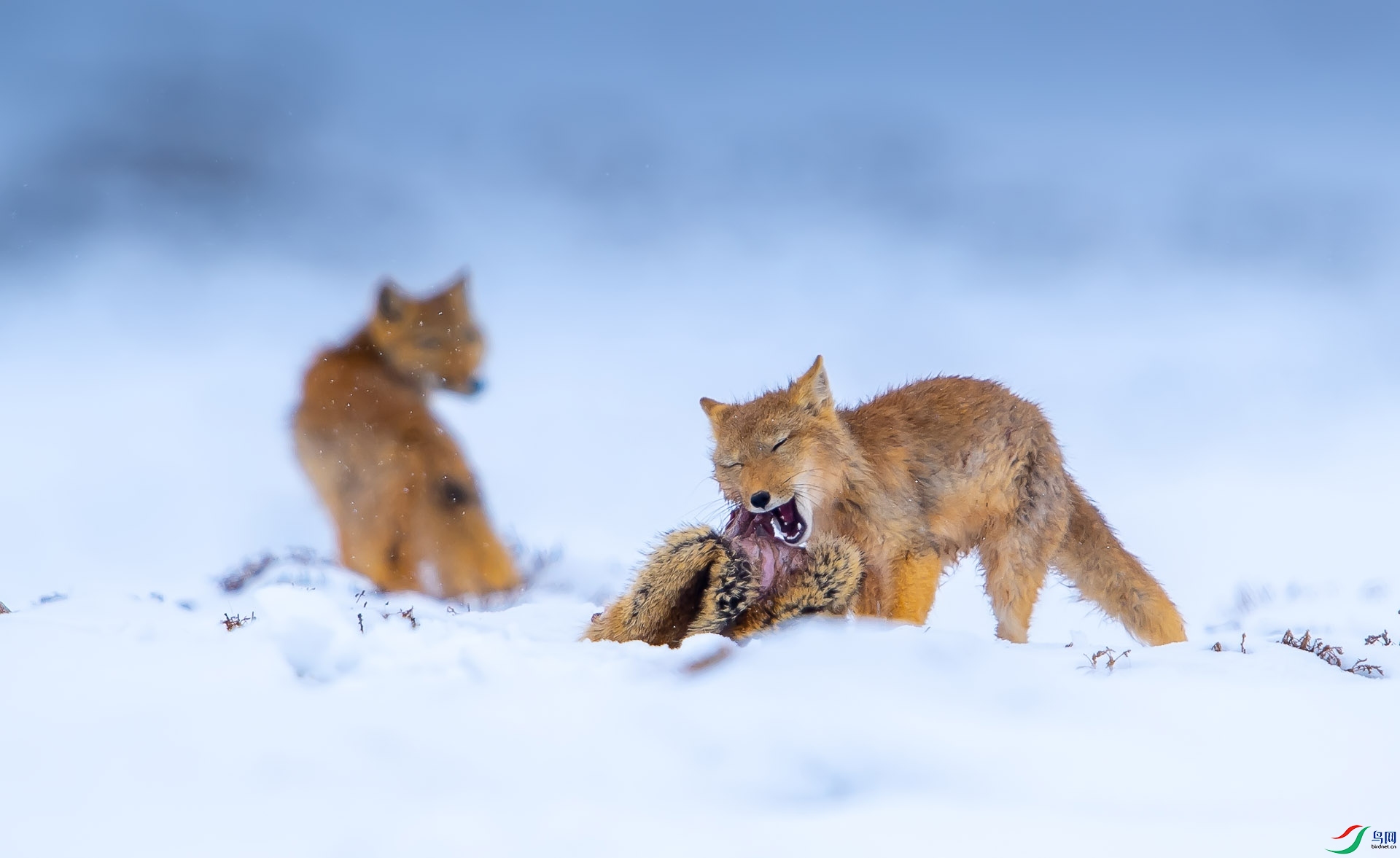 DSC_6863-3 ����.jpg