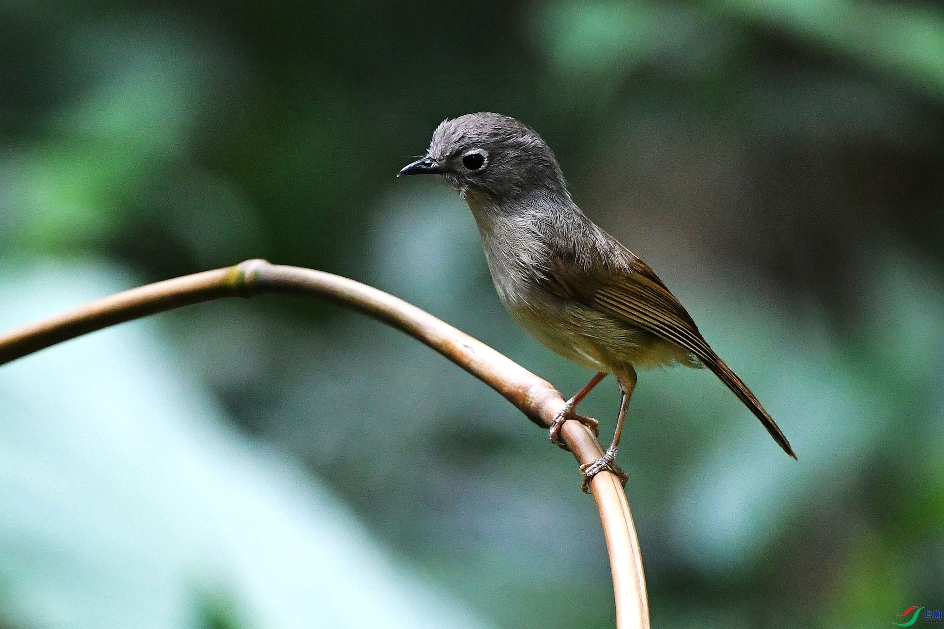 灰眶雀鹛