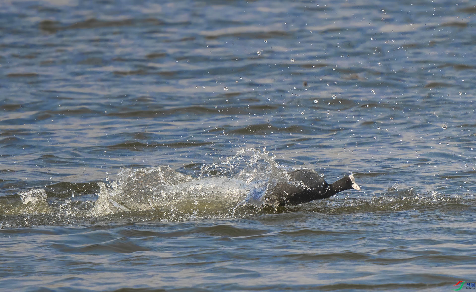 DSC_9808-DeNoiseAI-denoise_1.jpg