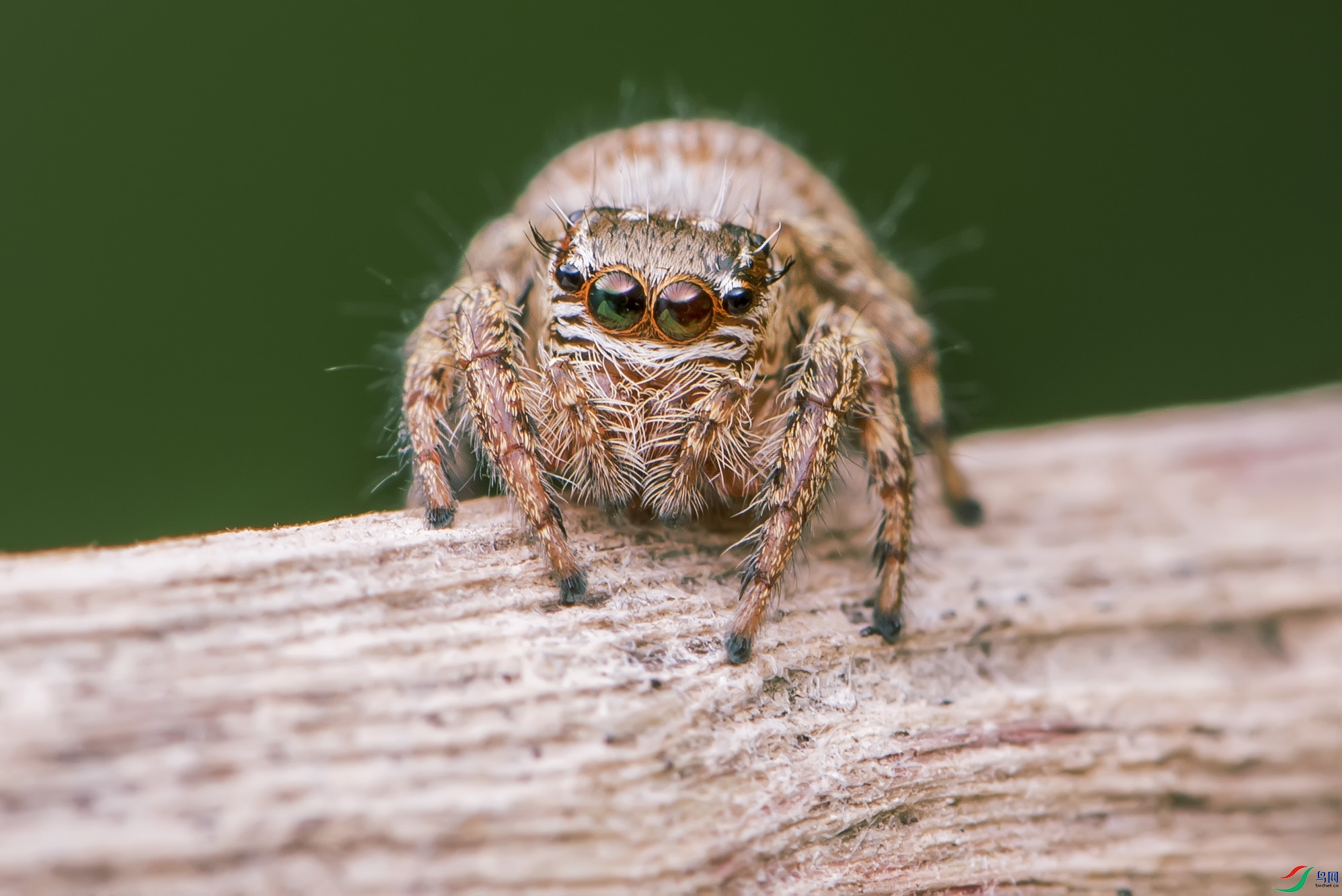 DSC_6861.jpg