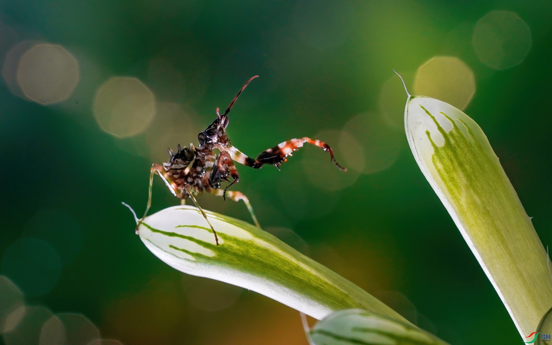 刺花螳螂【贺获首页精华】