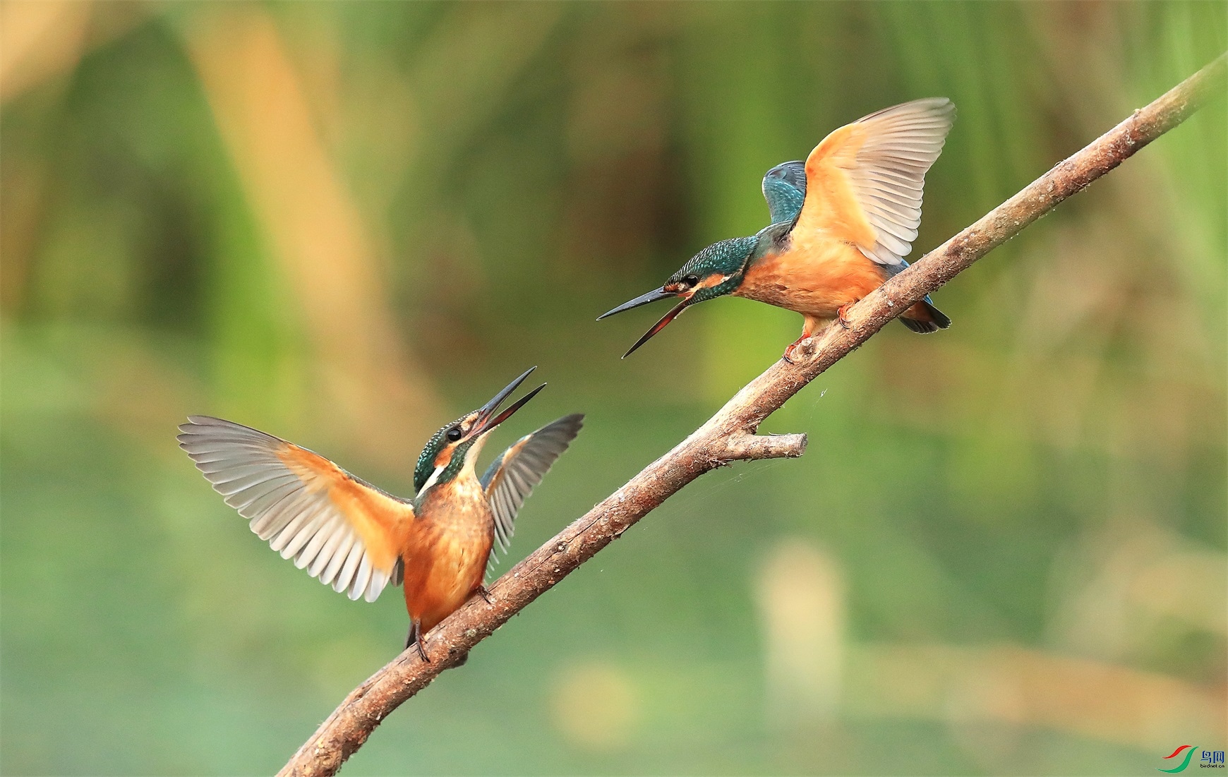 6 - ���� (2).JPG