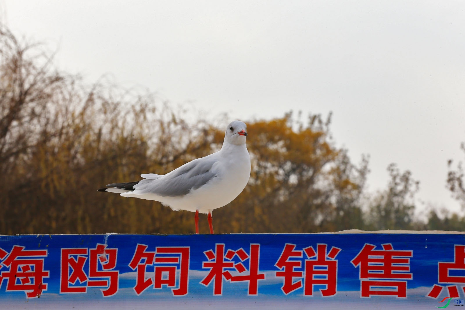 ����Ÿ020.JPG