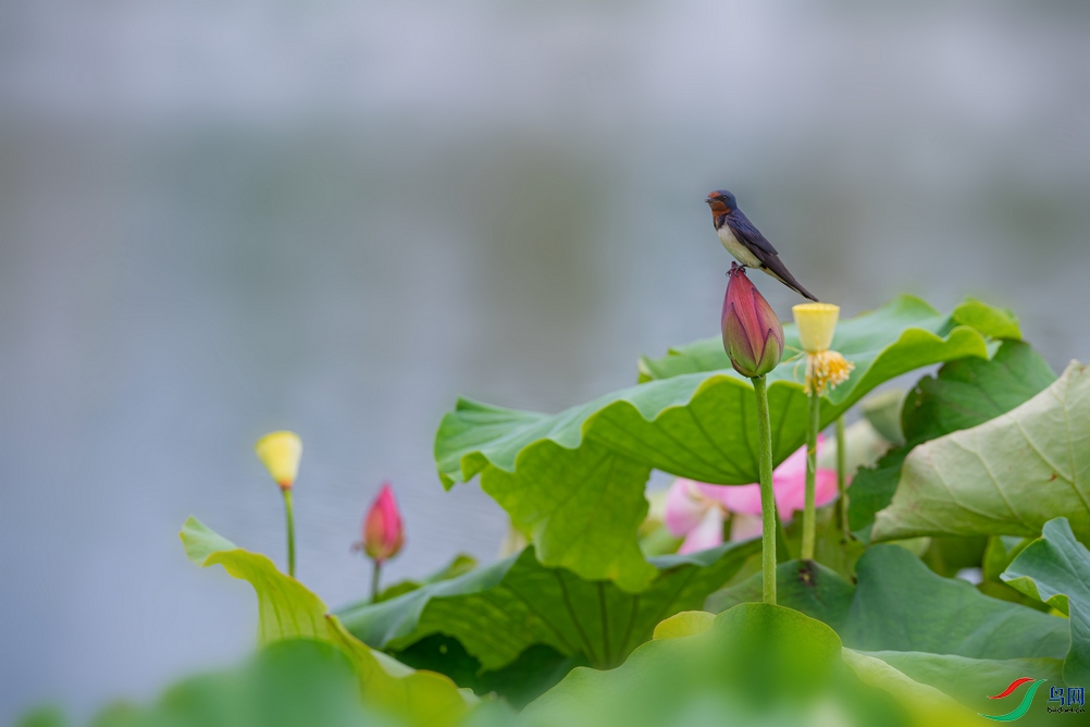 DSC_5712a.jpg