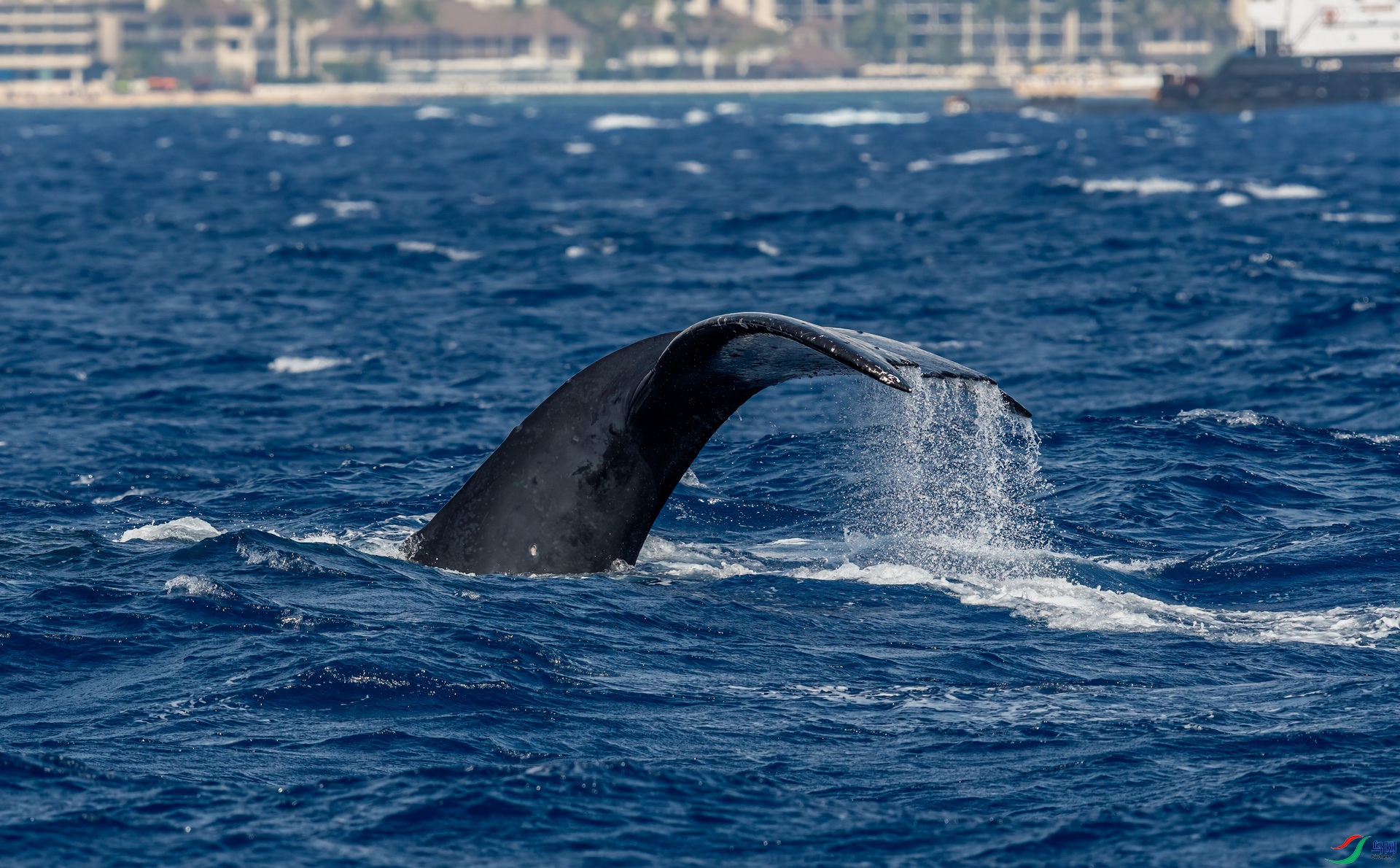 夏威夷观鲸
