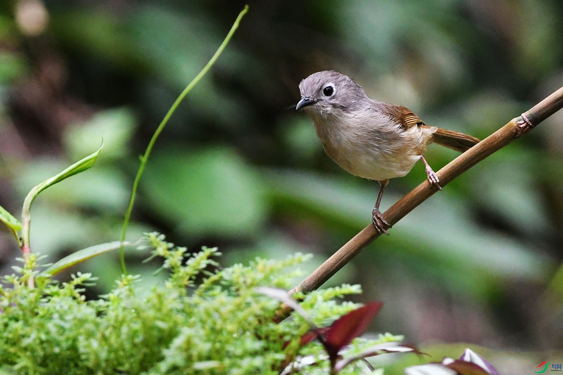 NIKON D5001733_����.jpg