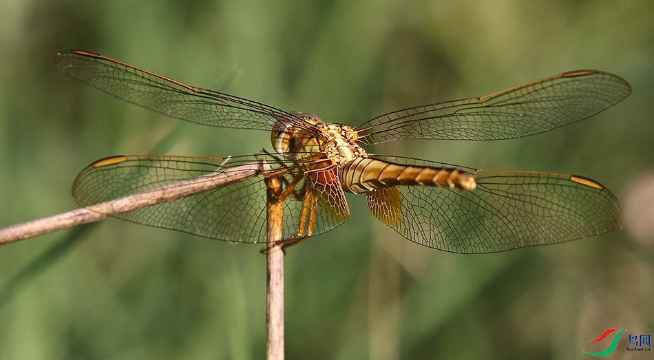 ����ĳ��