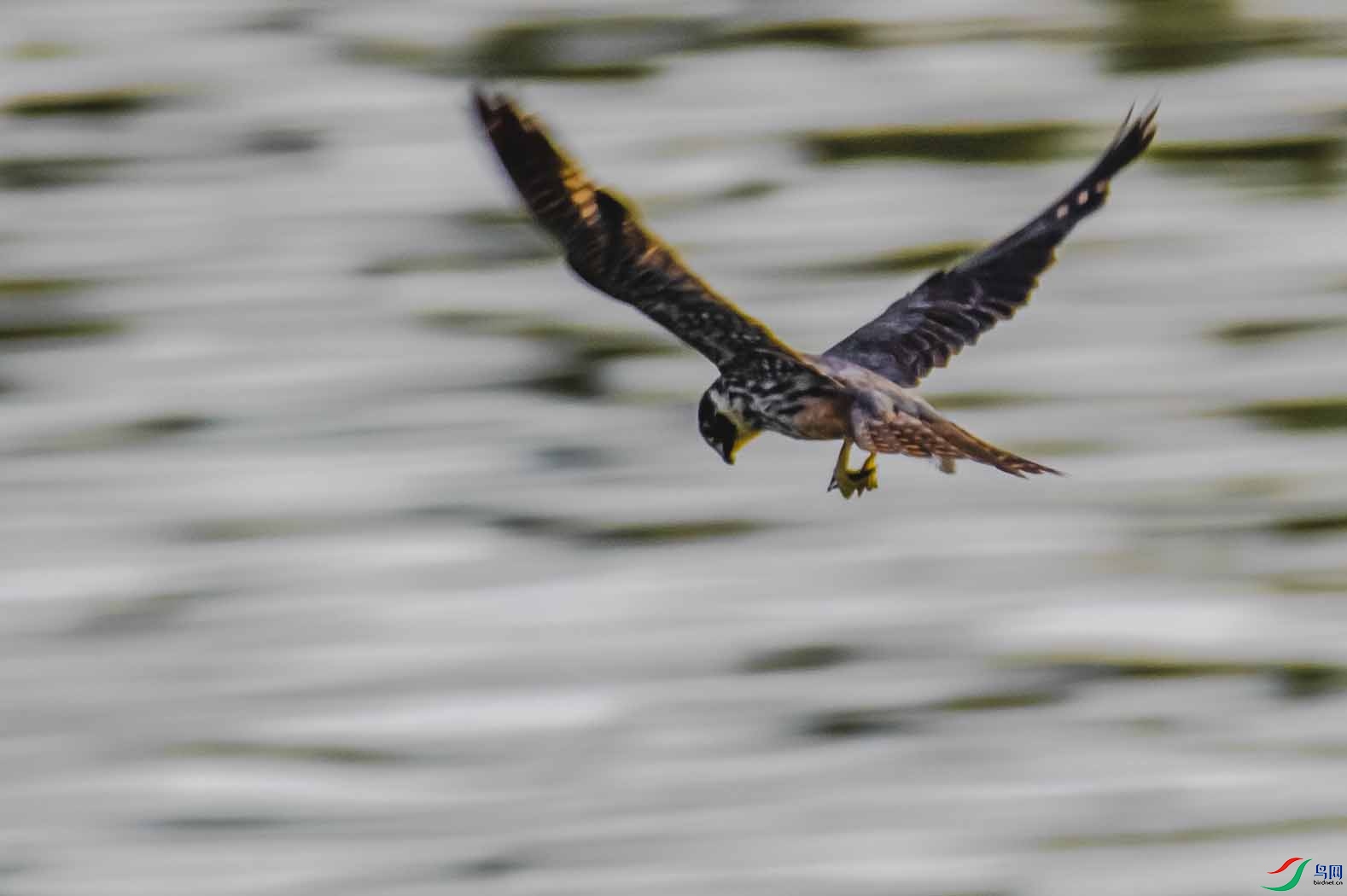 ������ʦ����������ӥ��ʲô���֣�