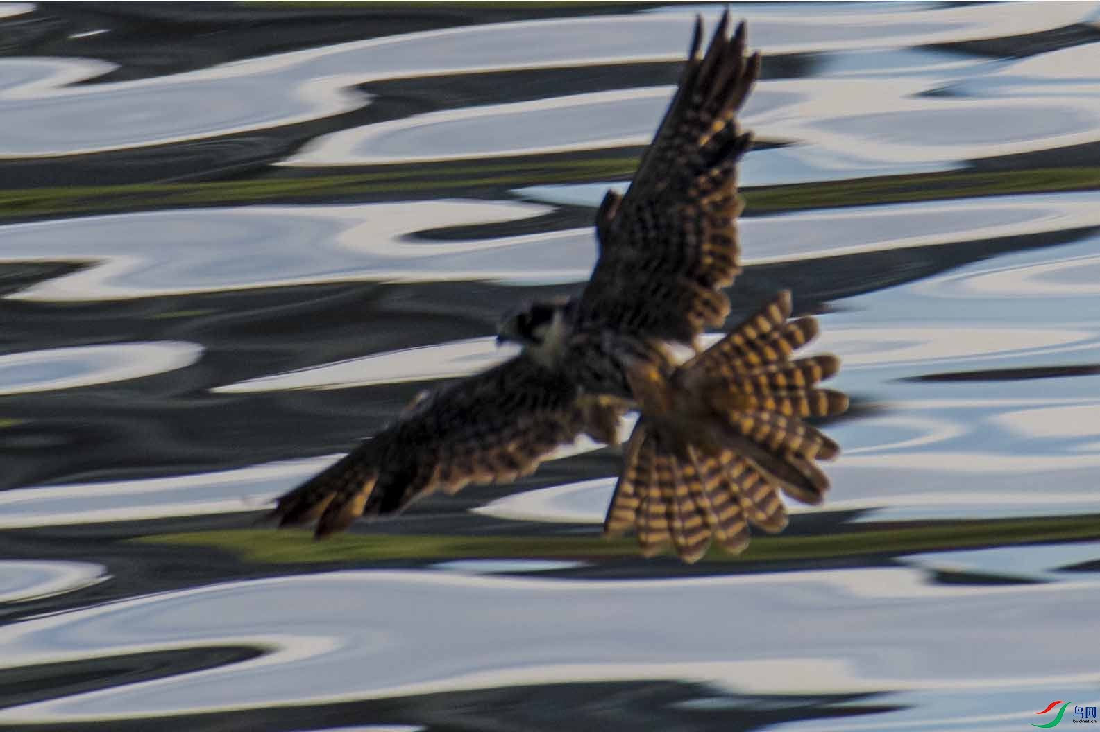 ������ʦ����������ӥ��ʲô���֣�3