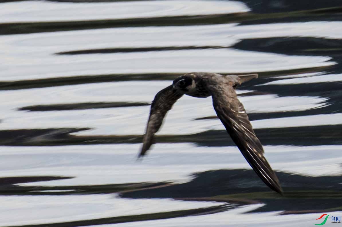 ������ʦ����������ӥ��ʲô���֣�1