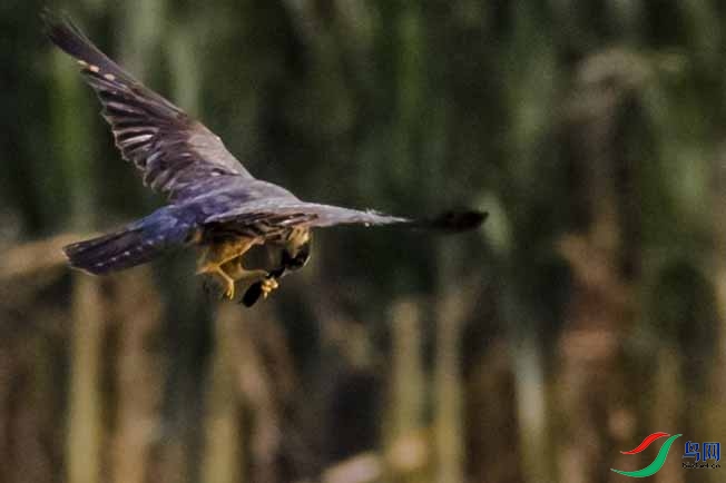 ������ʦ����������ӥ��ʲô���֣�6