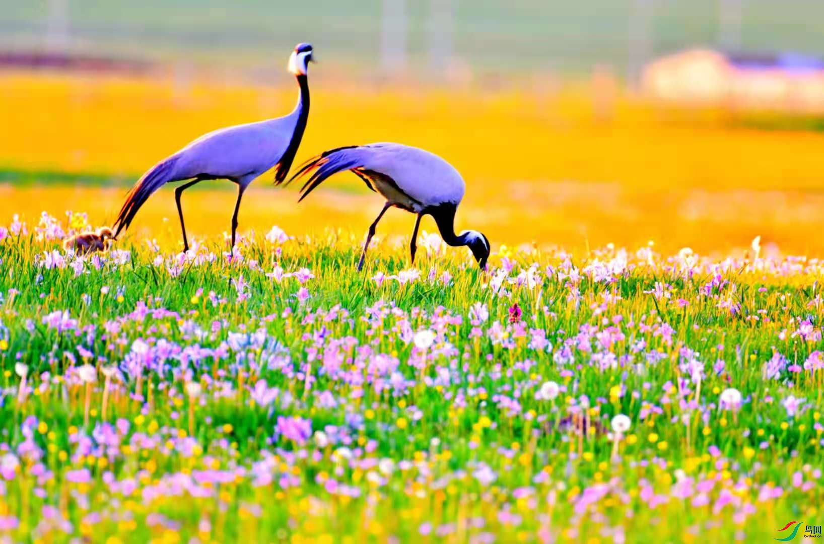 3e3760510204b1ca97e6e7d0e82654f.jpg