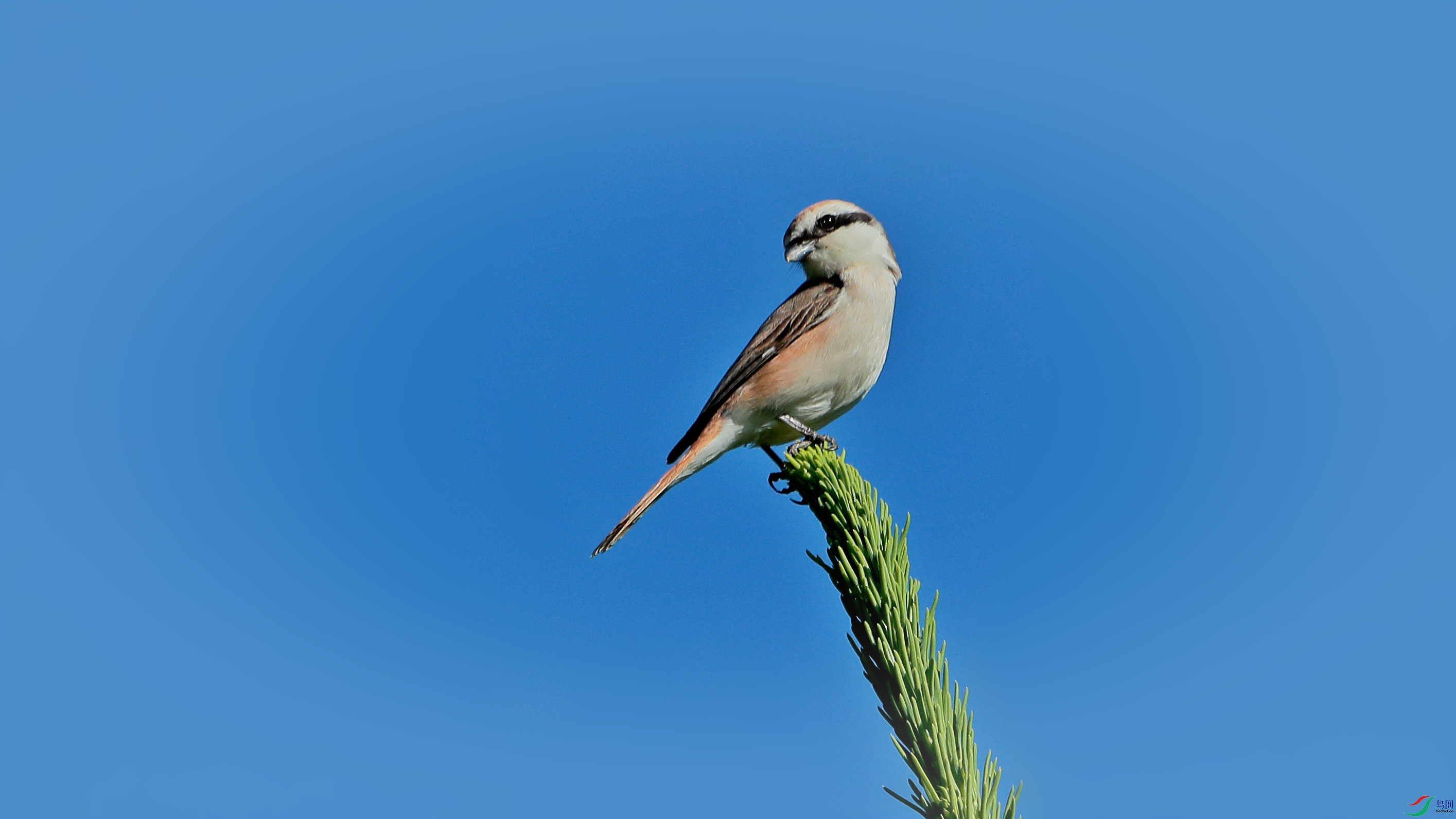 "屠夫鸟"—《伯劳》