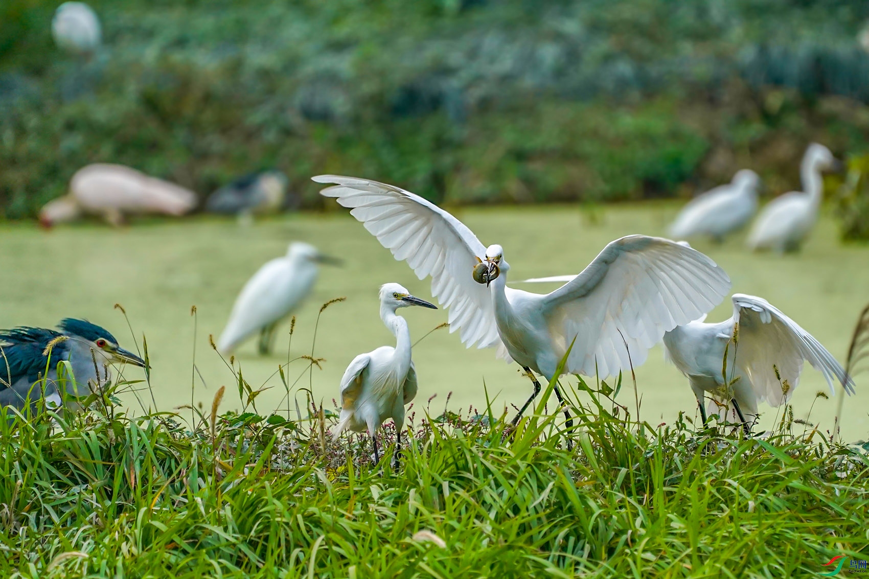 DSC02393 - ����.jpg