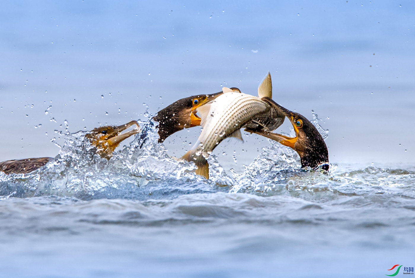 DSC_3424j.jpg