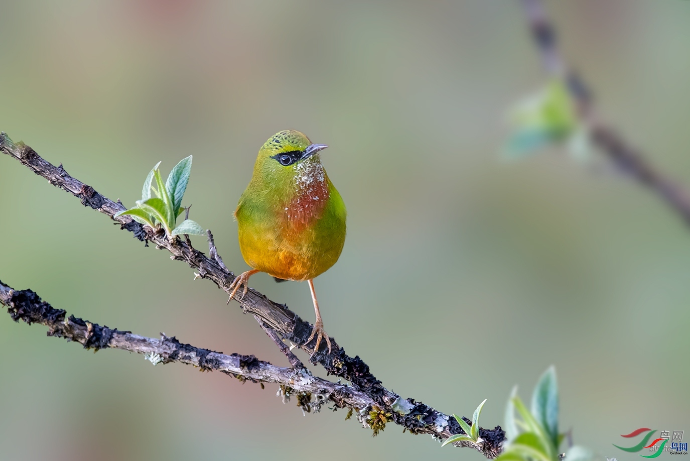 ��СҶ  ��ʦ����������ʡ�º���徰����������ӯ����1.jpg