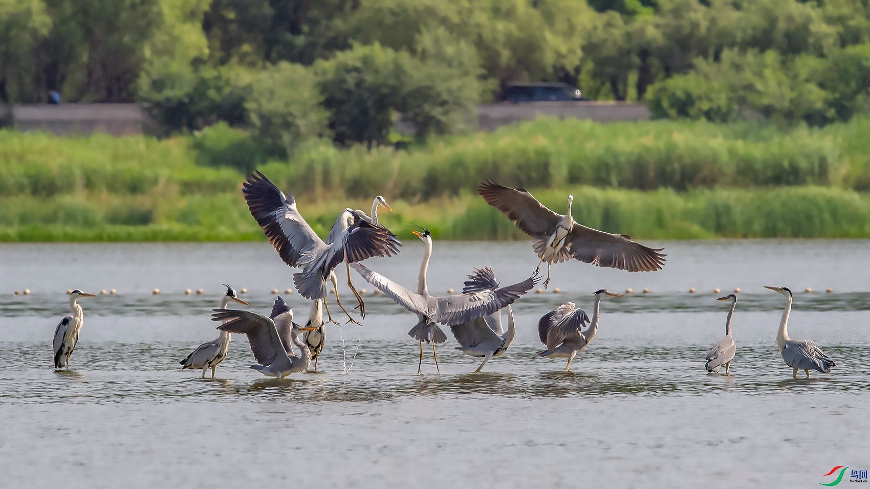 苍鹭的群居生活