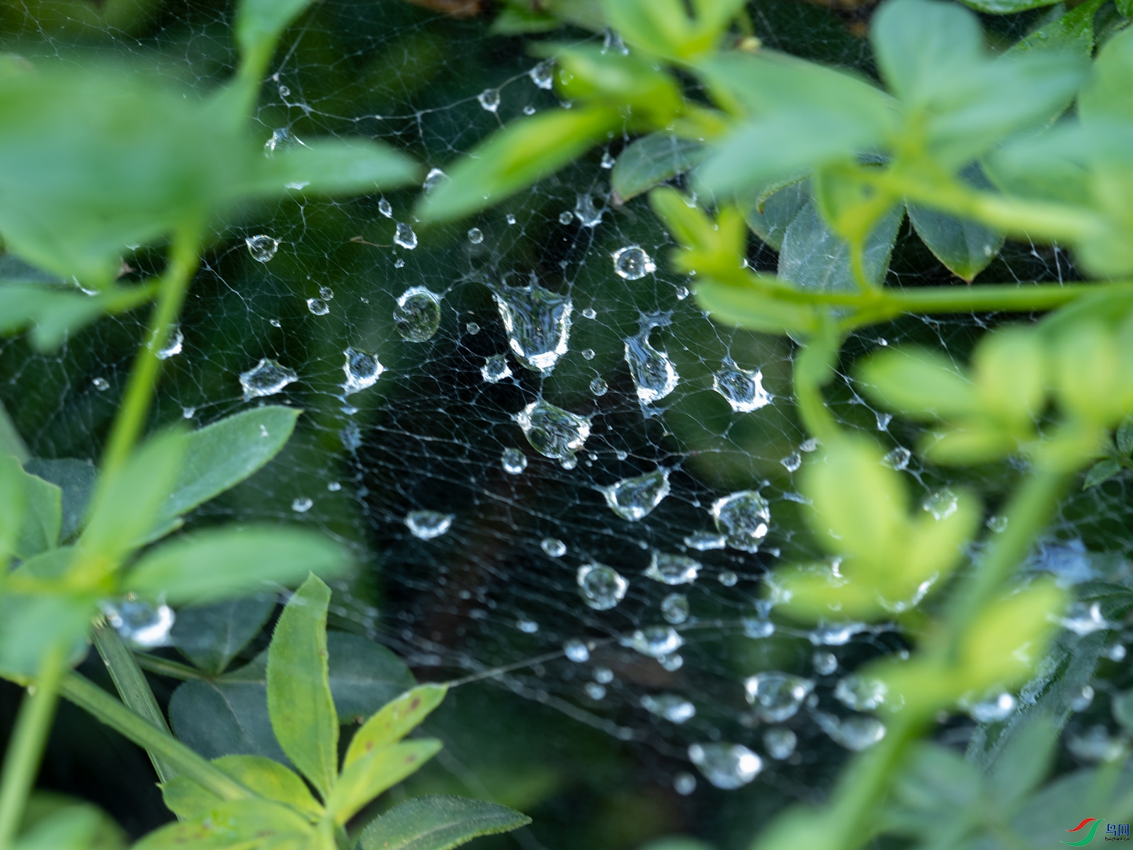 ����¶��