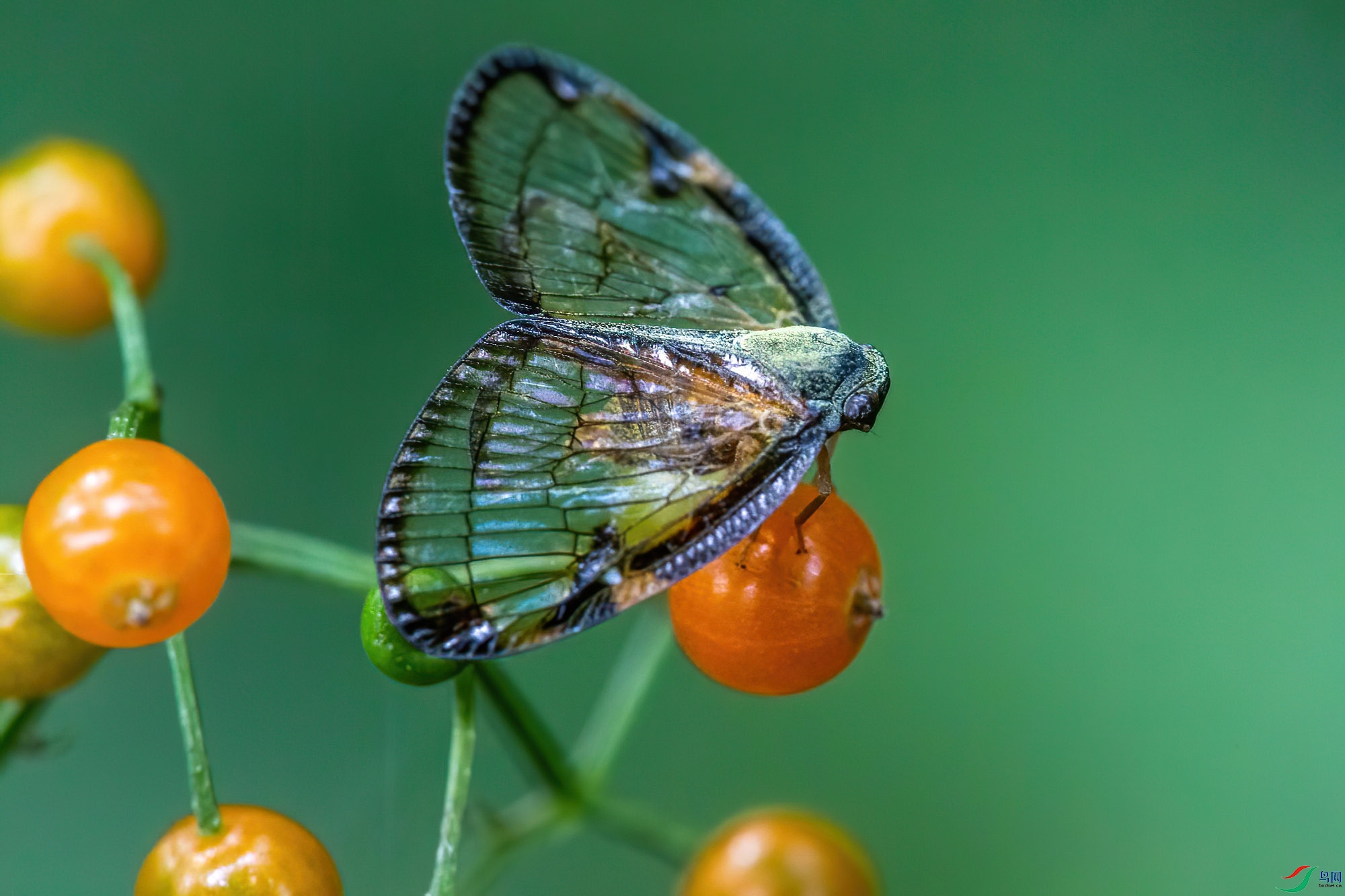 �����(�������)