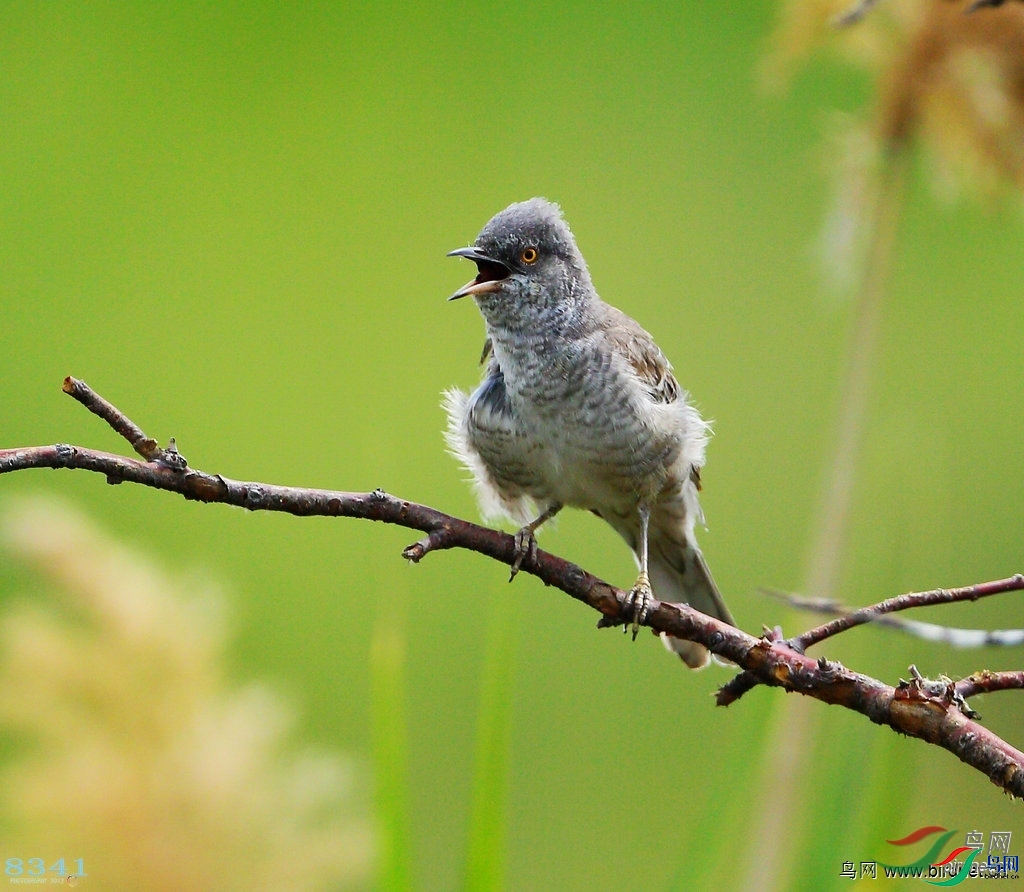 8341  ��ʦ��������.��ά���������.jpg