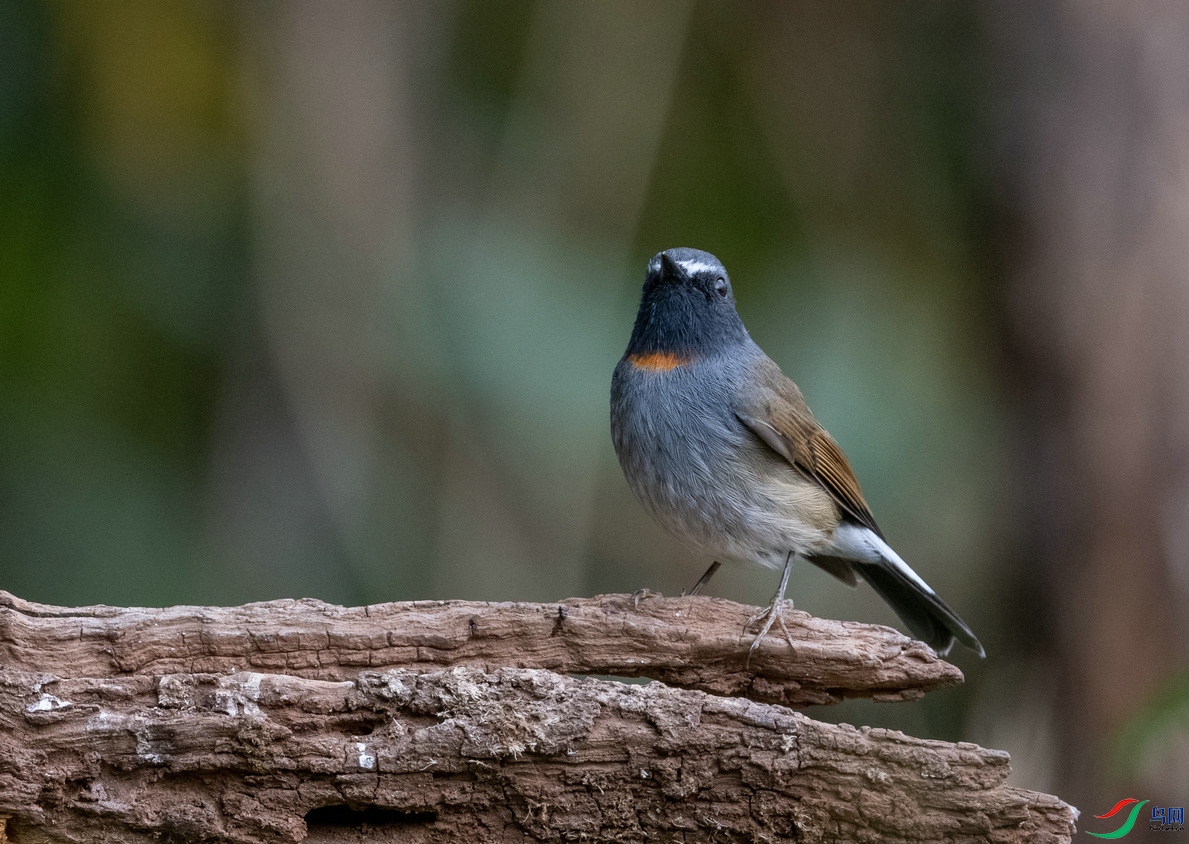 DSC_2063.jpg