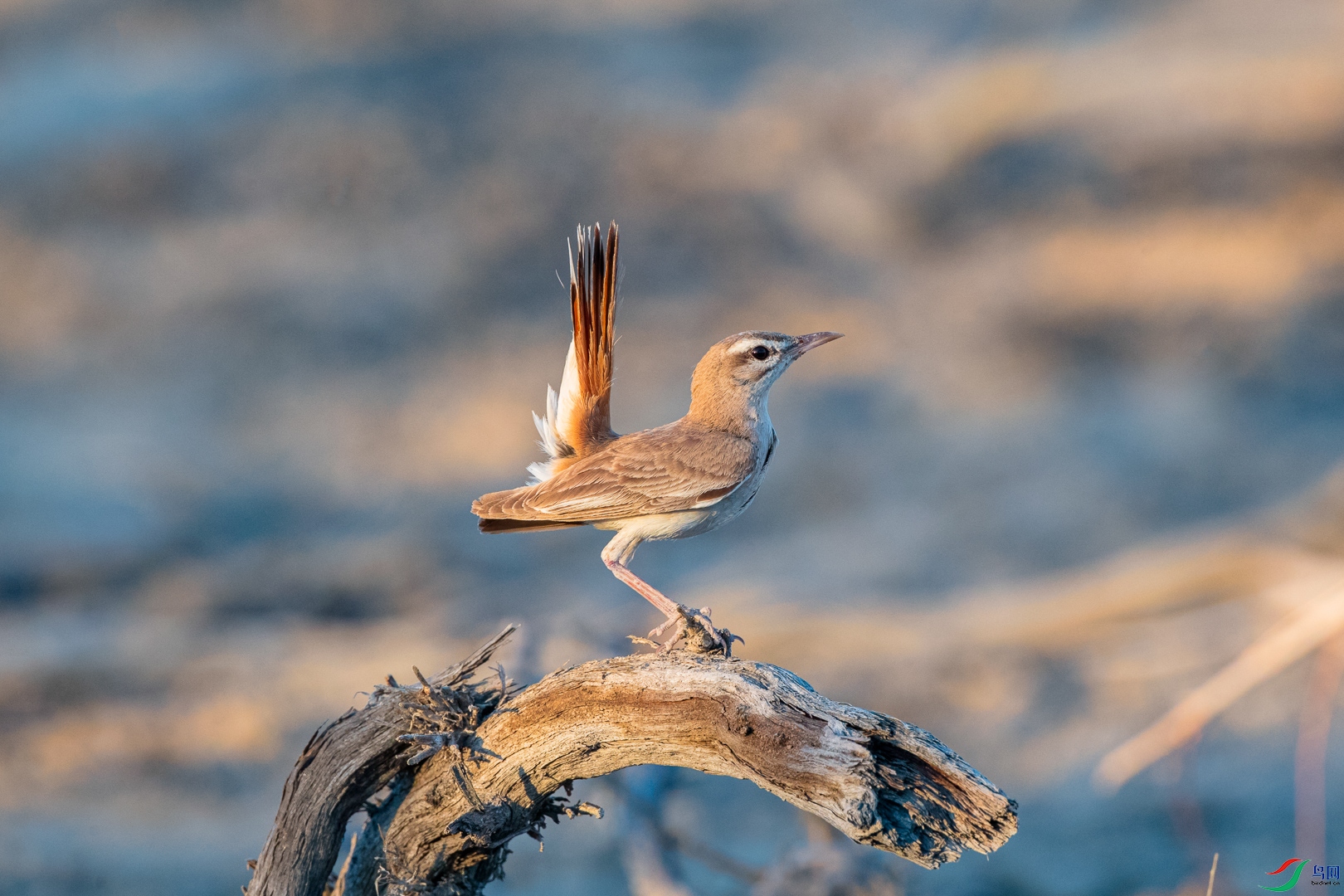 [鸟类] 沙漠中的独舞者 ---- 棕薮鸲 (祝贺老师佳作荣获首页鸟类精华)