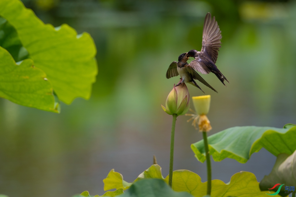 DSC_6210a.jpg