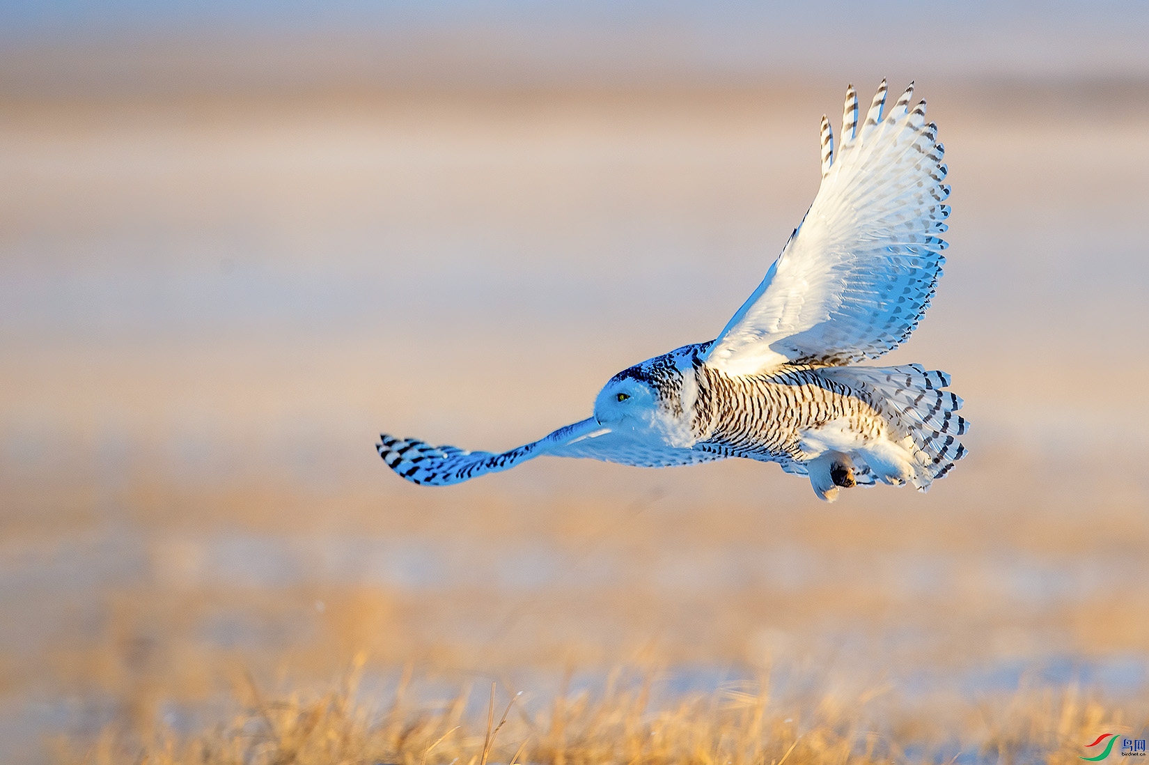 DSC_7226-a.jpg