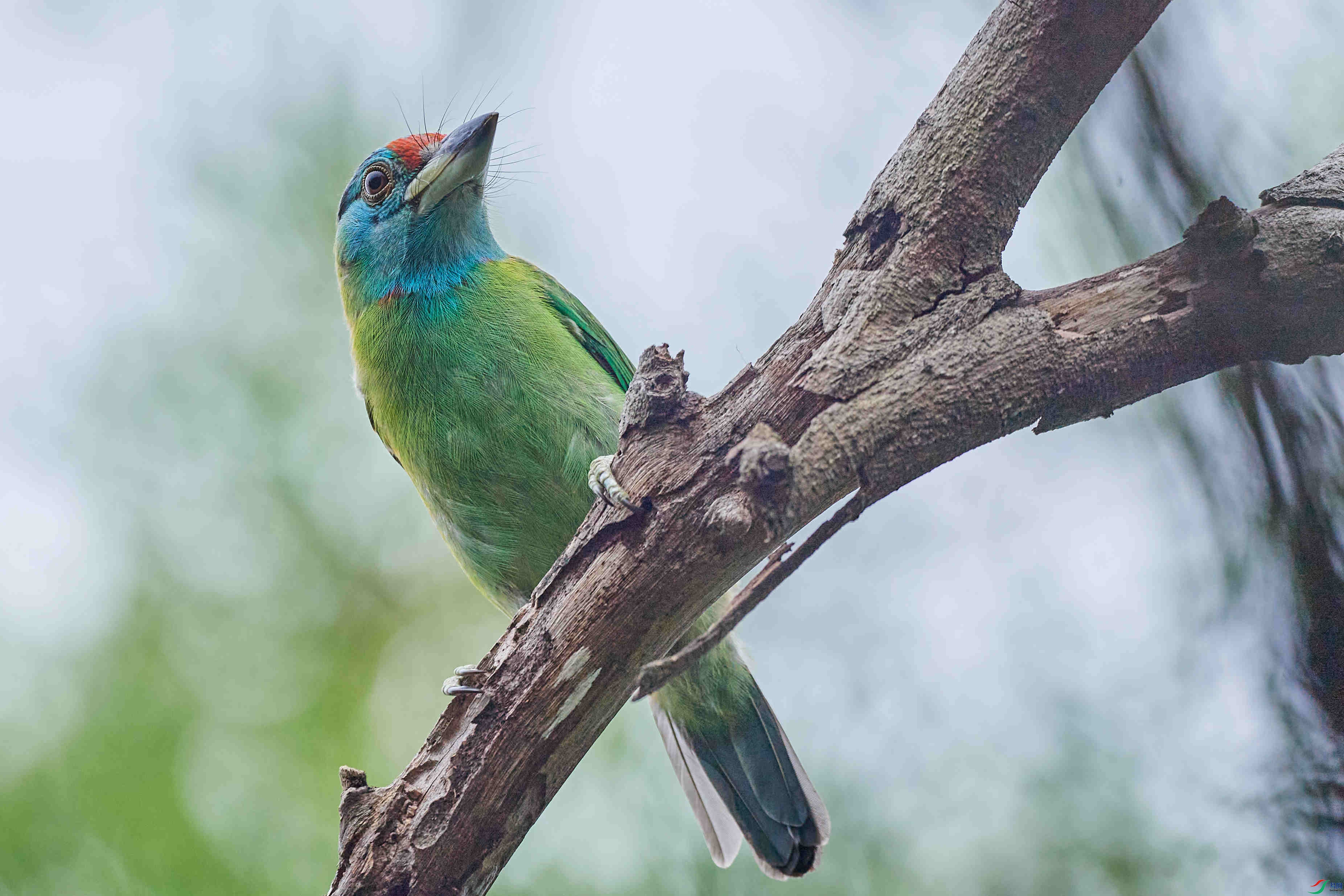 ��������ľ��