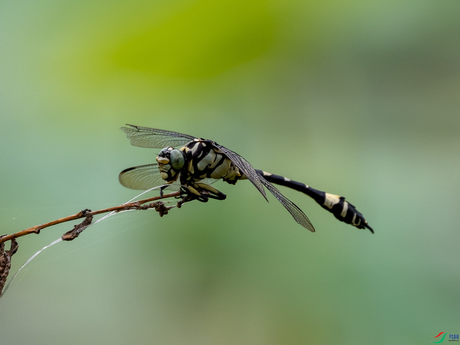 �����ȴ���