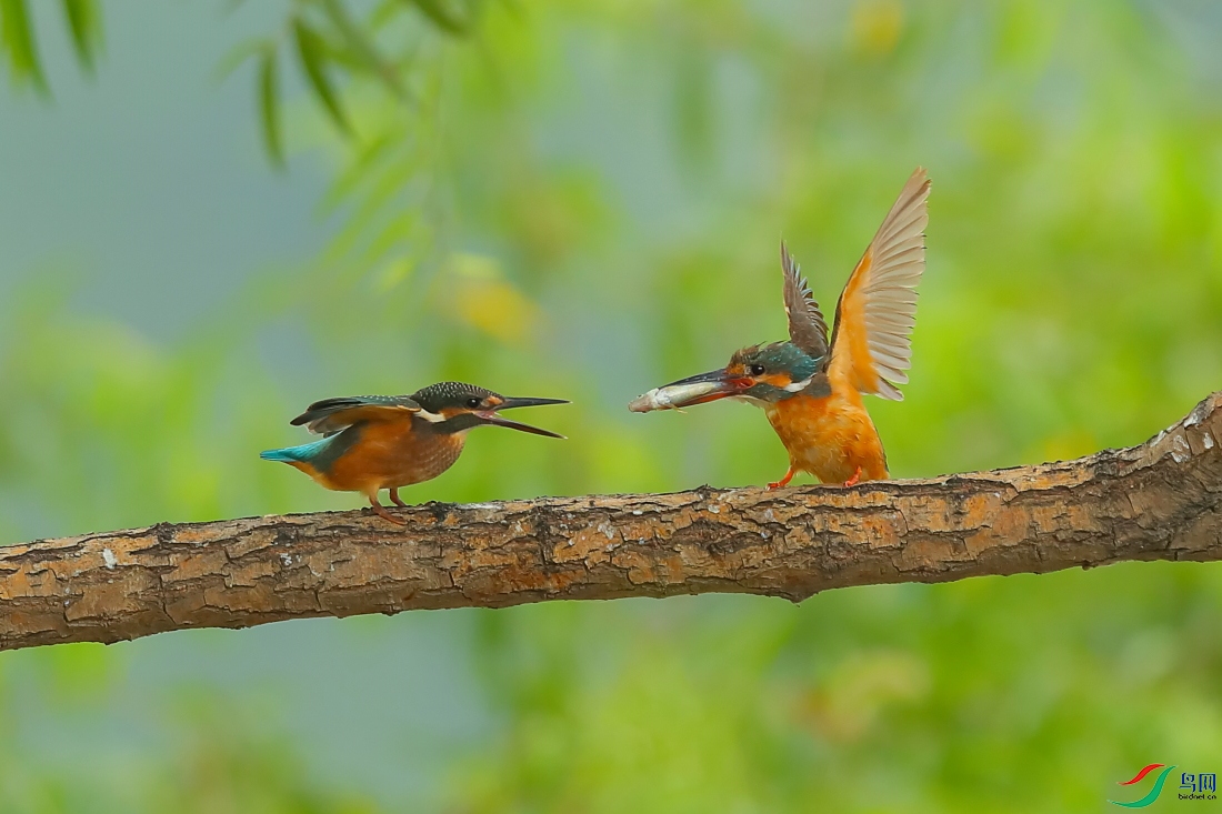 翠鸟喂小鸟~~祝贺荣获本版佳作!