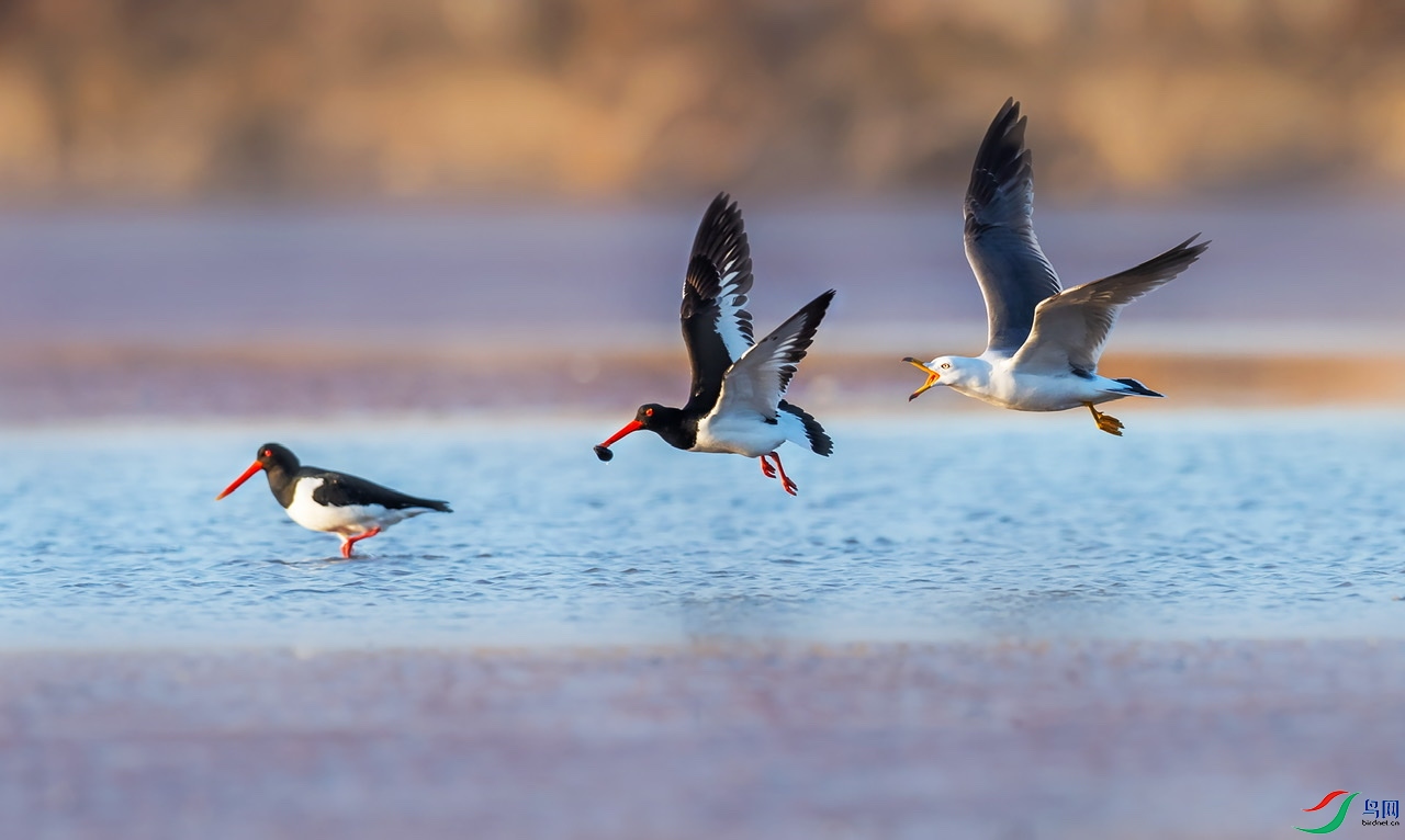 �����뺣Ÿ