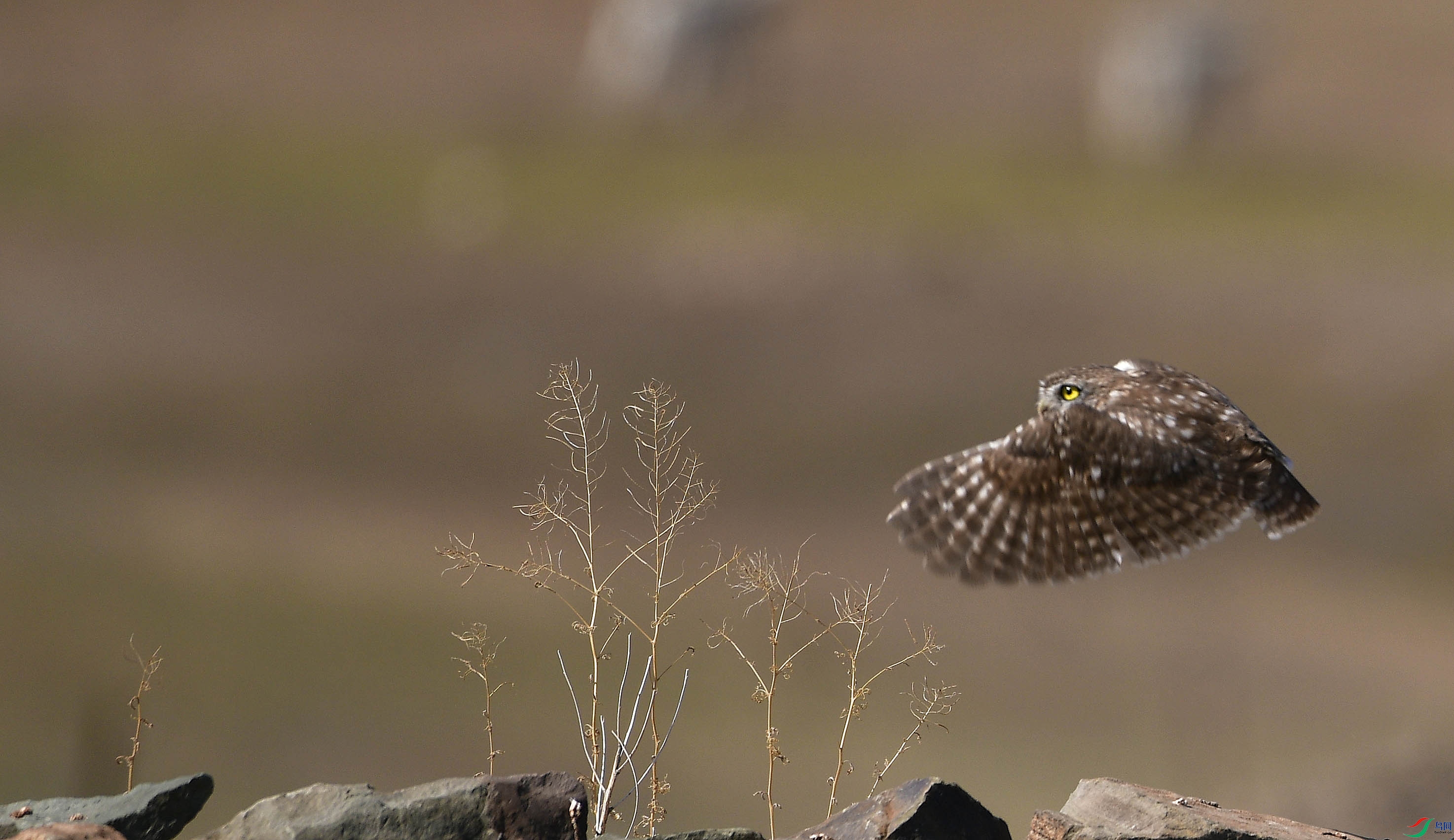 ���Ƹ�С�^