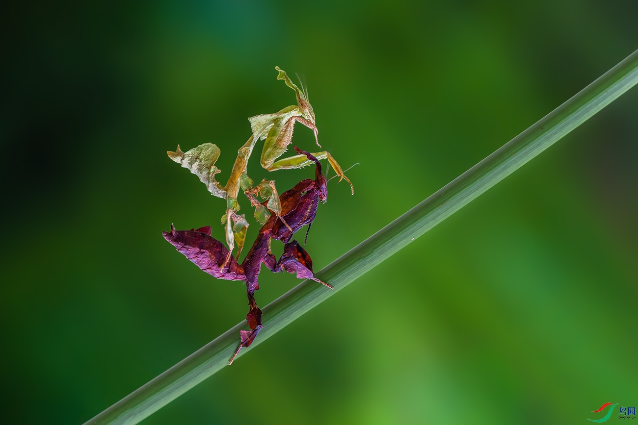 两只螳螂的战争