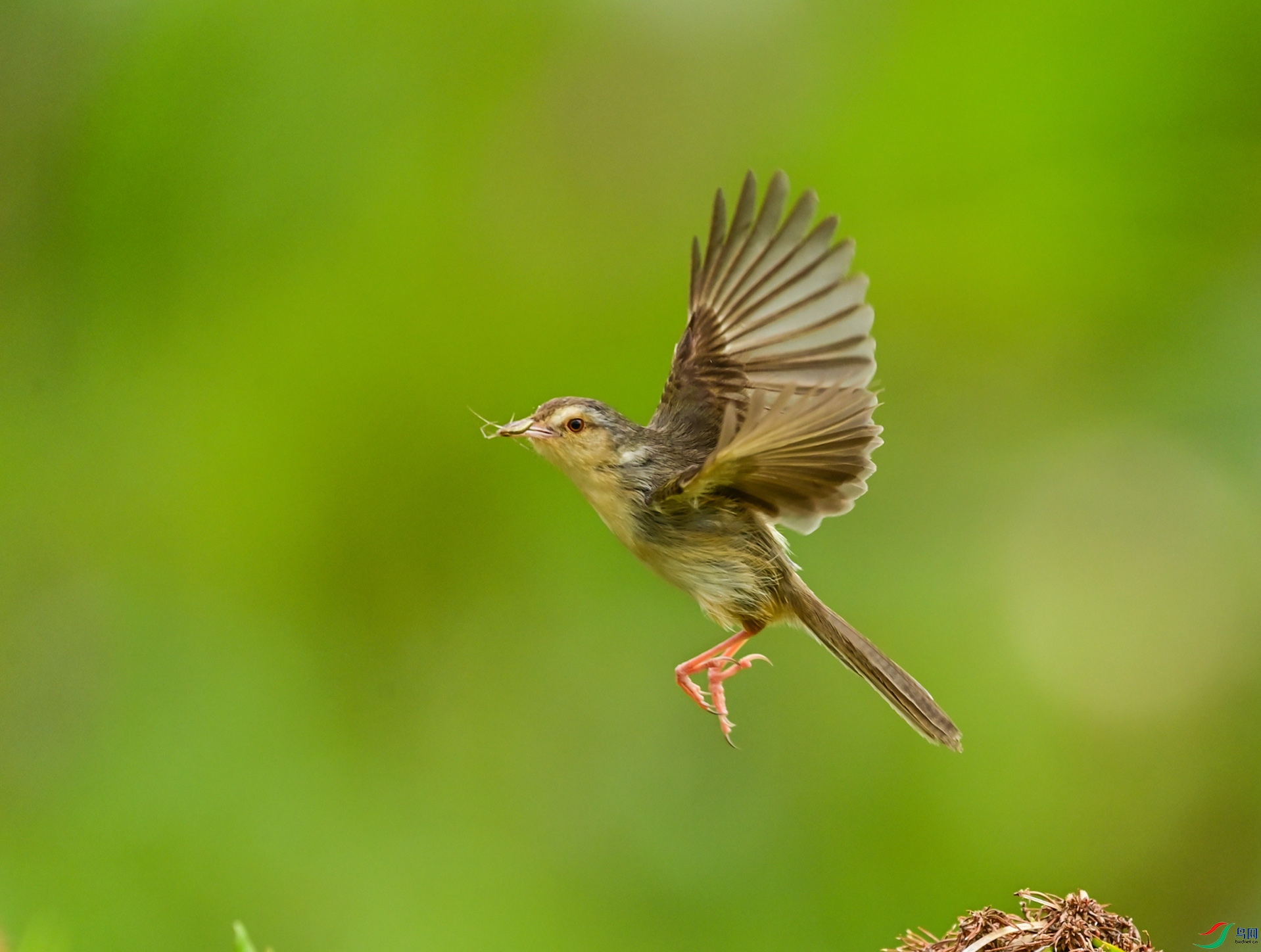 ����ʪ��Сέݺ