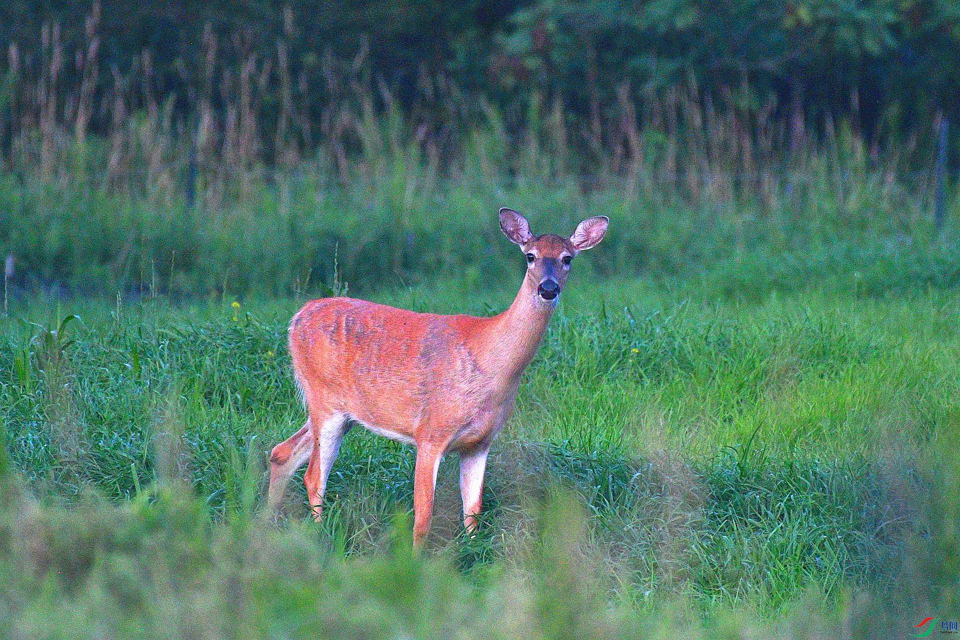 DSC_3969_����.jpg