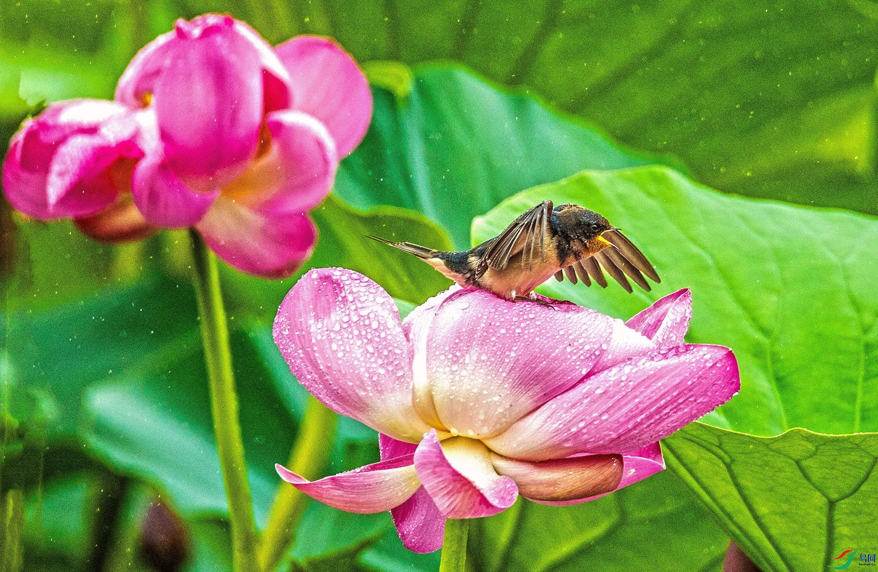 ������ (2).jpg