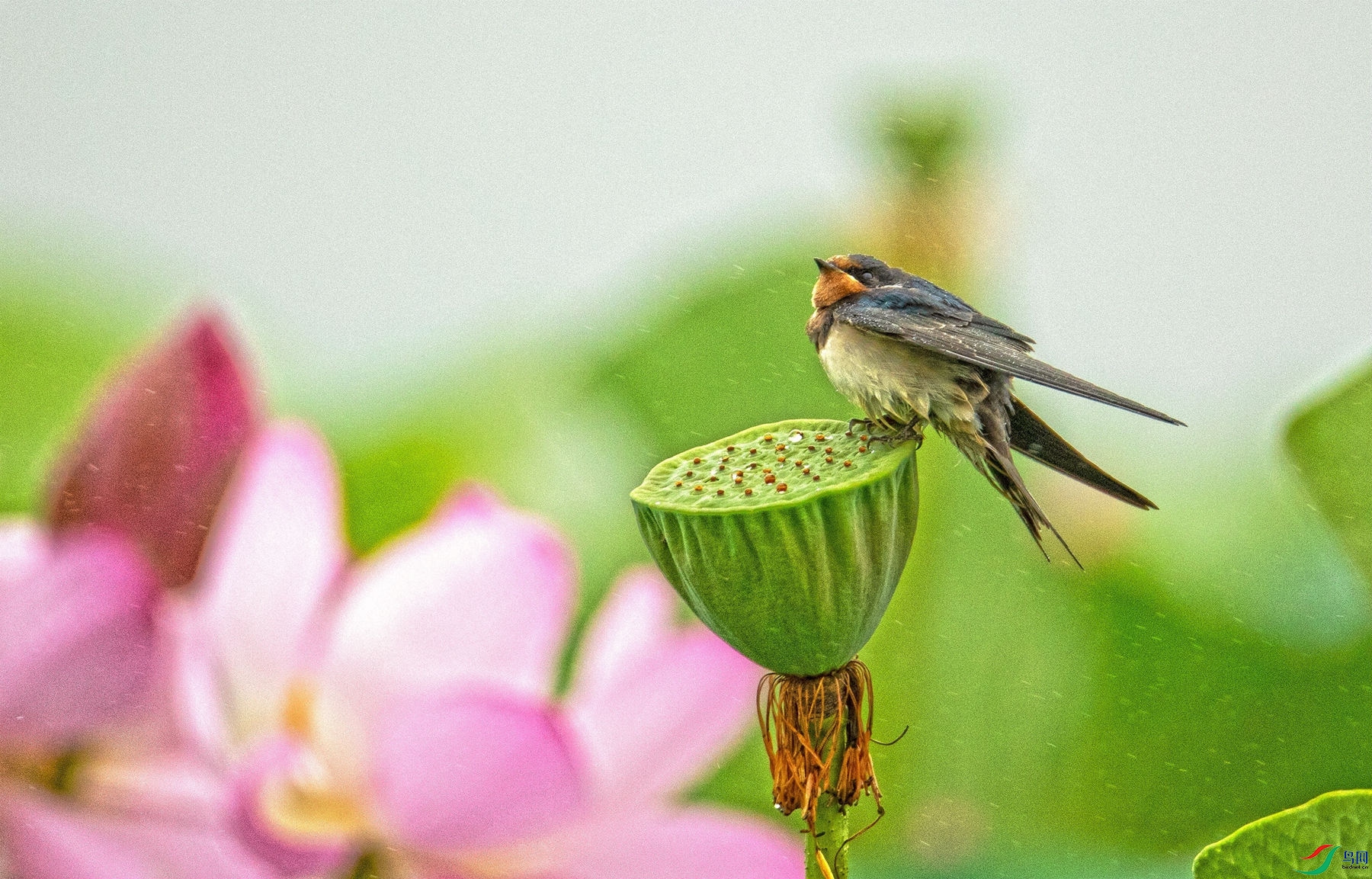 ������ (1).jpg