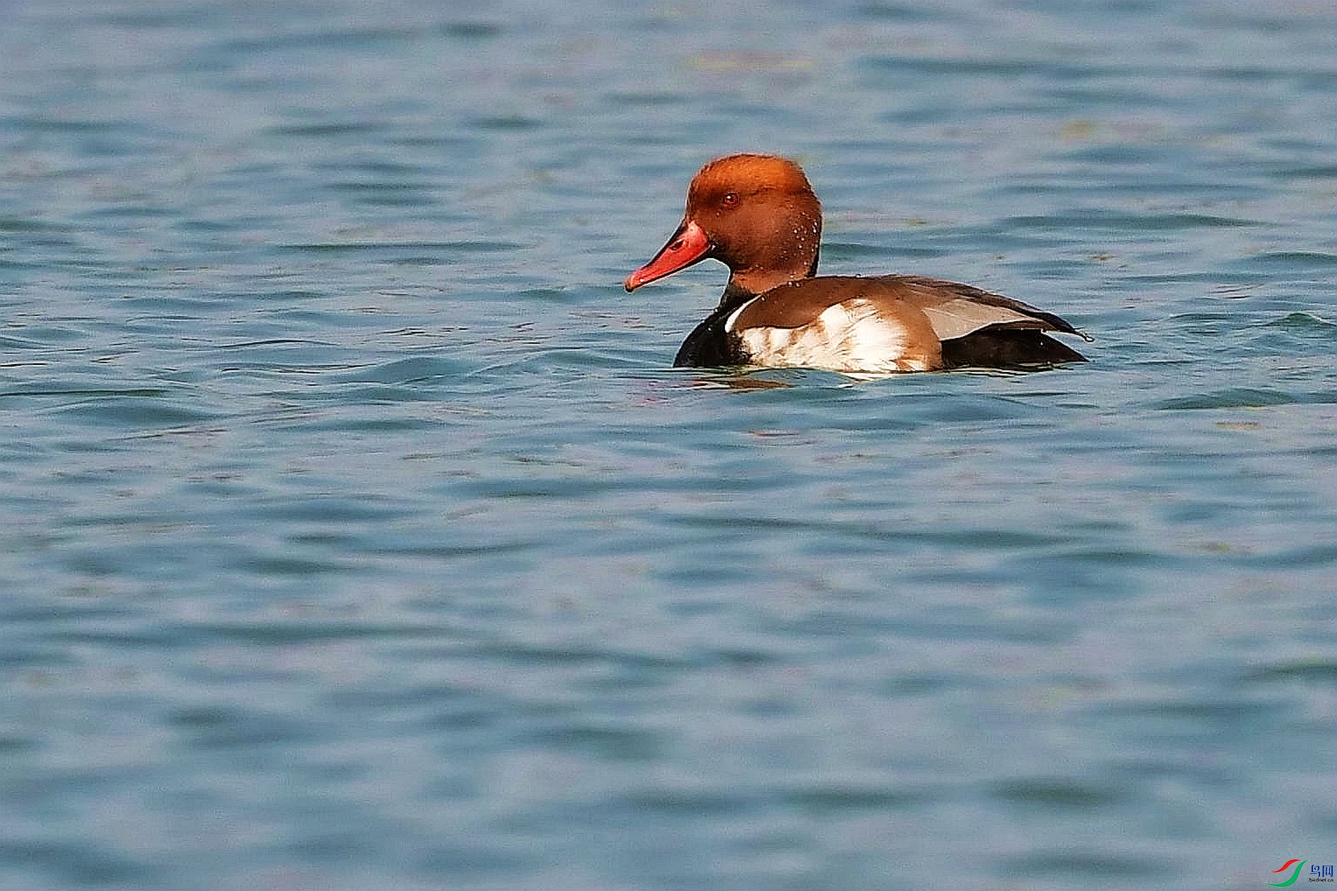 DSC_2636_����.jpg