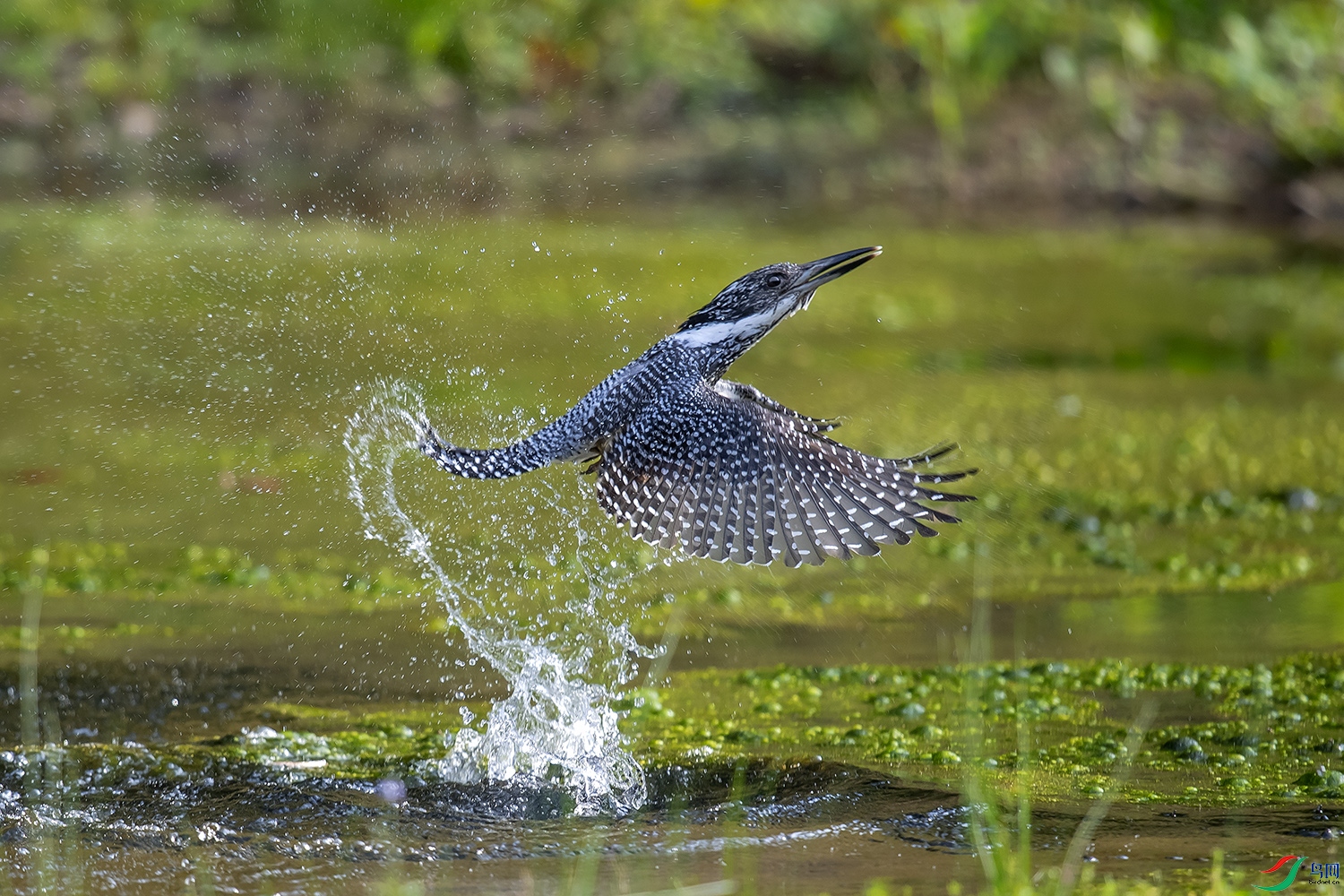 _DSC5503-1.jpg