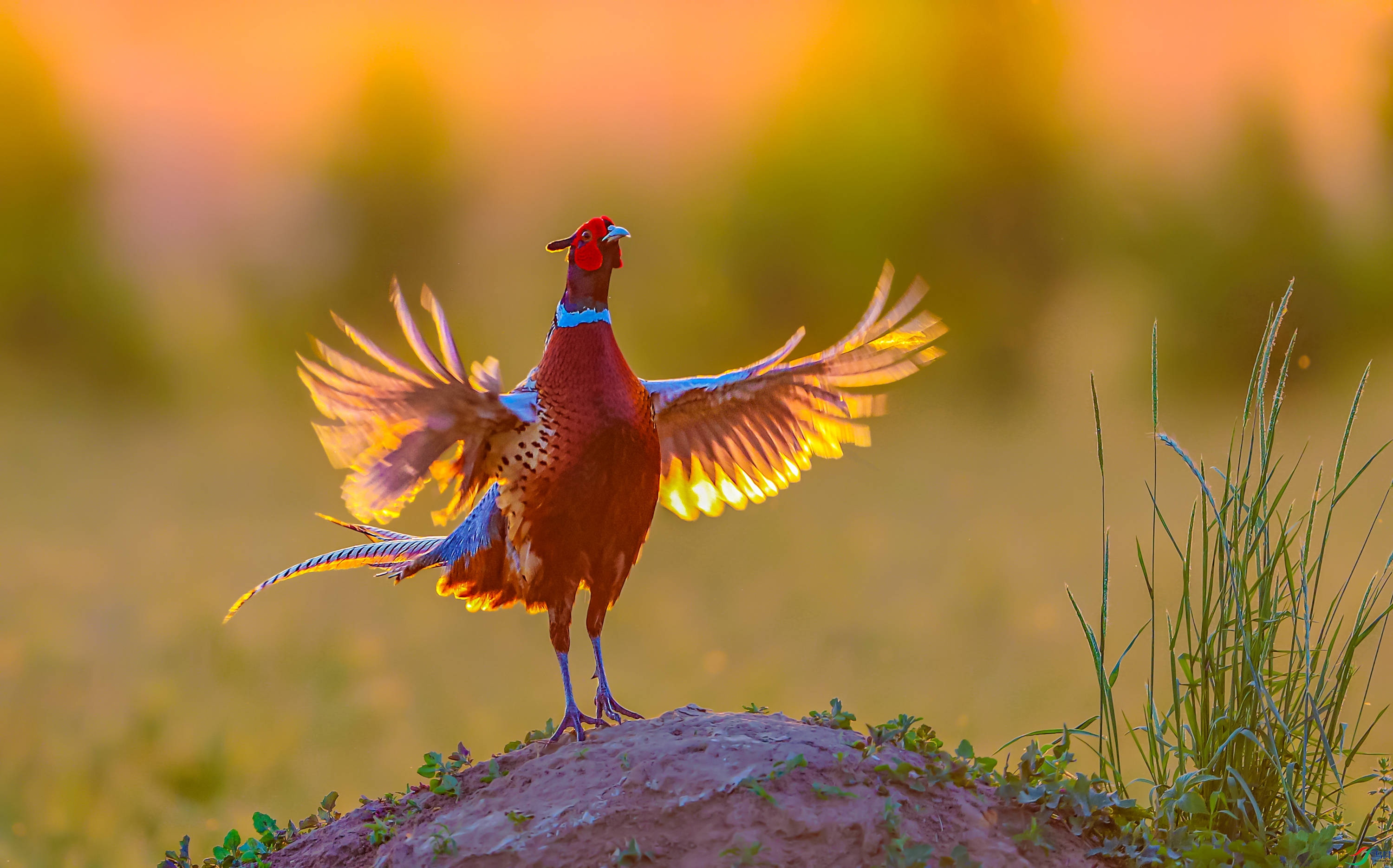 夕阳下的红鸡 (祝贺老师佳作荣获鸟类精华)