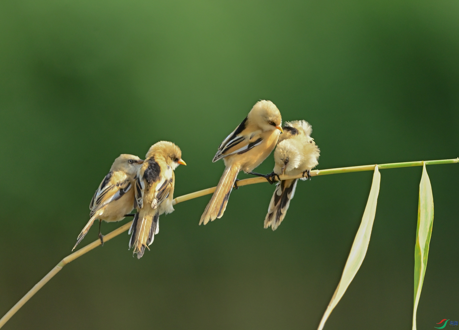 �ǳ����뻥����