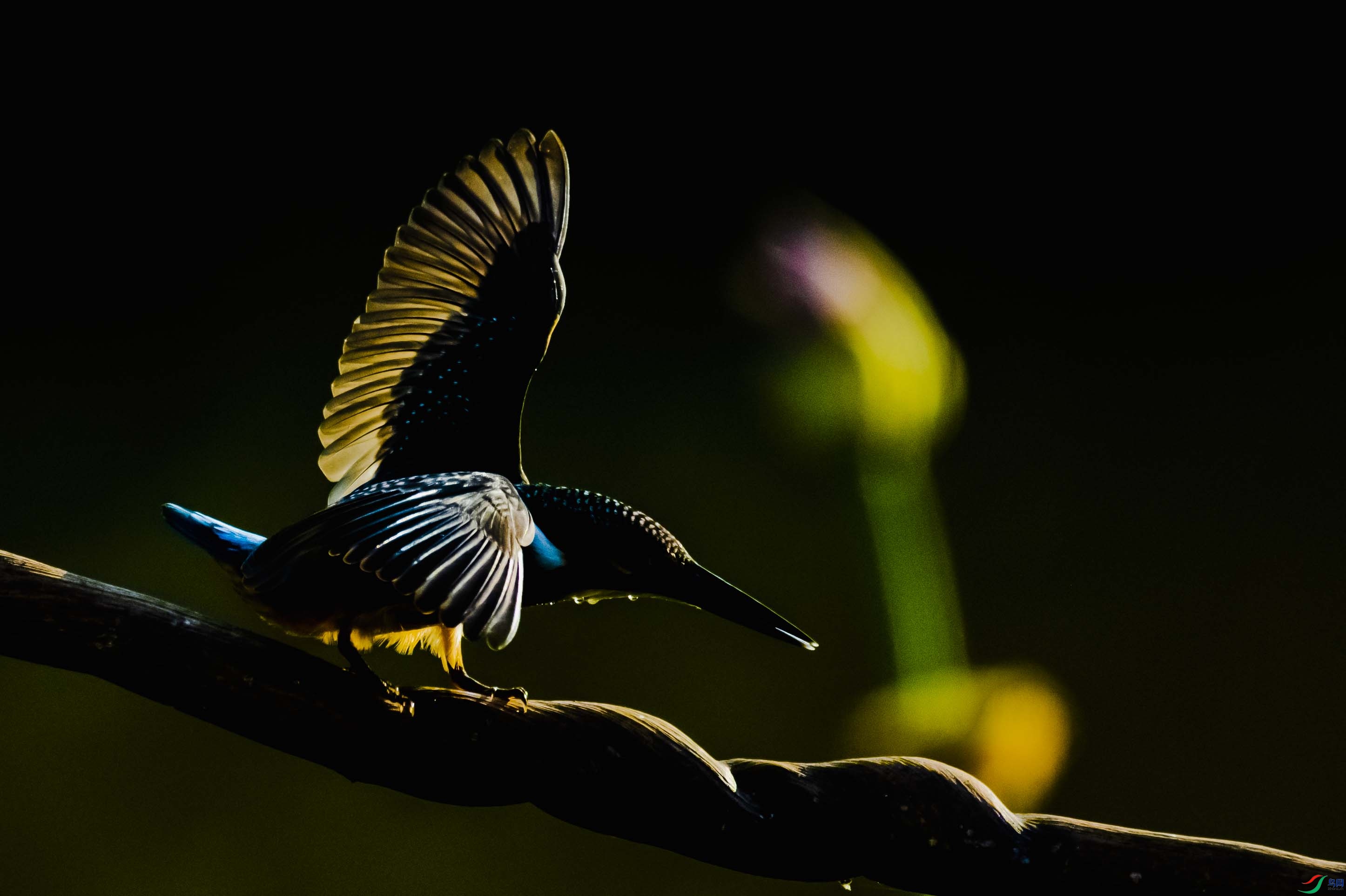 ����Ϧ�����鳲1