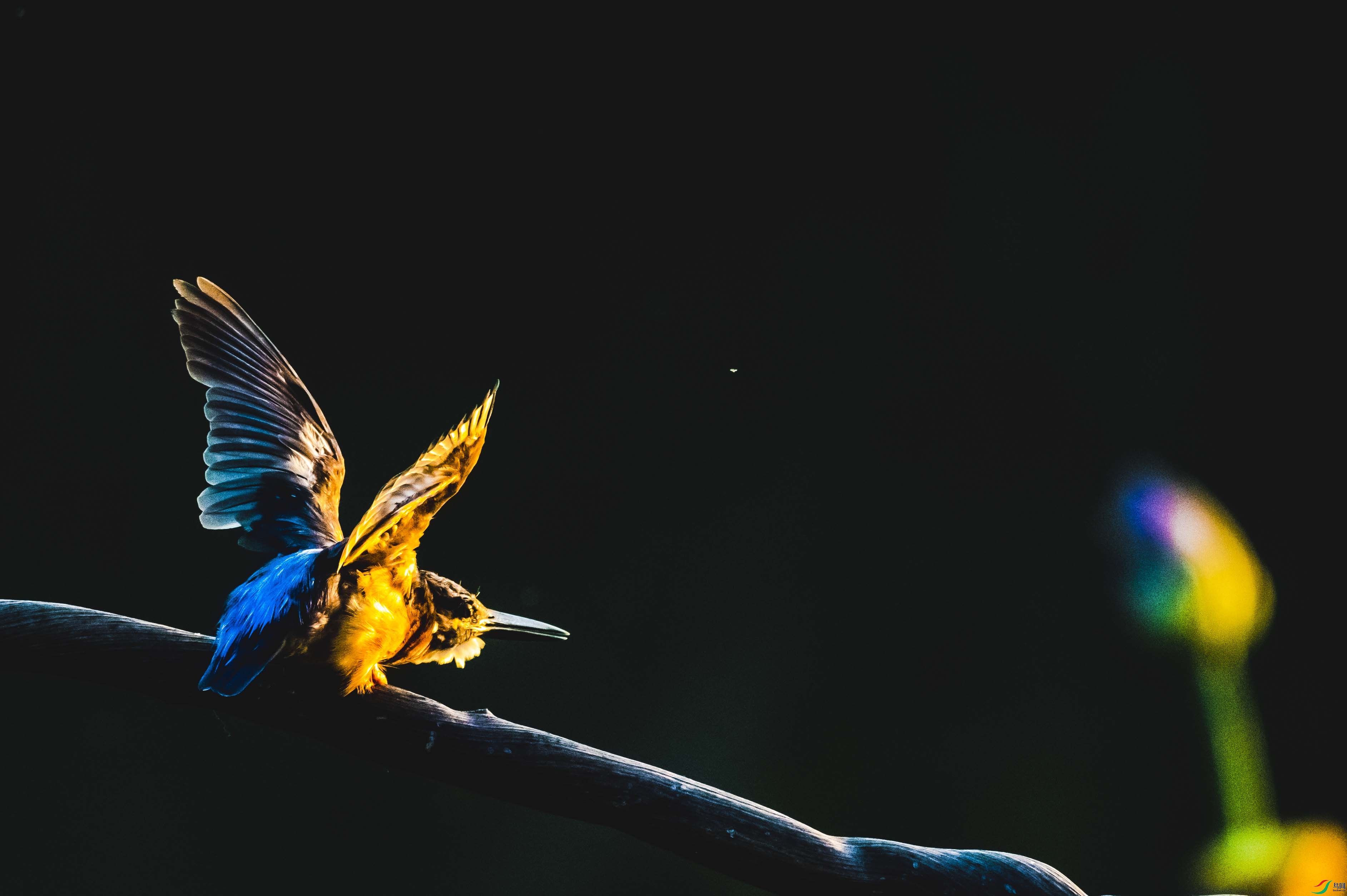 ����Ϧ�����鳲2