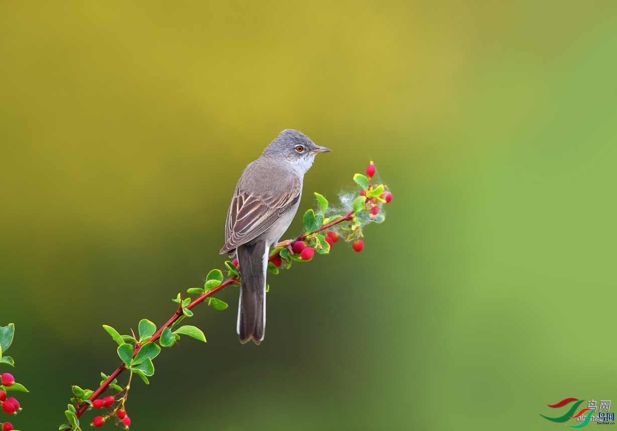 ����ϸ��  ��ʦ�������½�����̩����.jpg