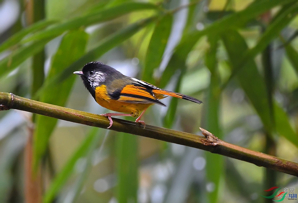 ǭɽ��Ӱ  ��ʦ����.jpg