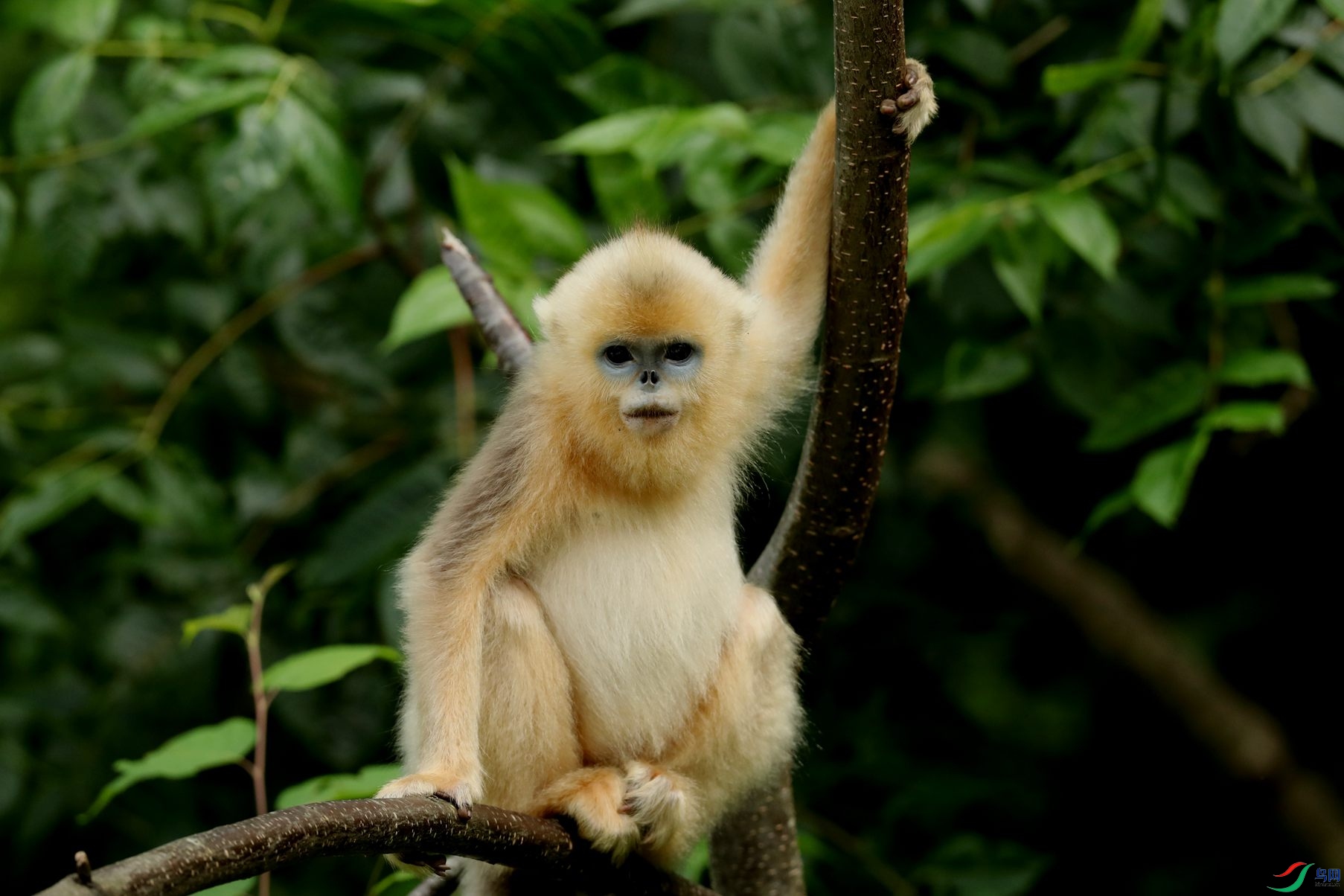 滇金丝猴幼崽图片