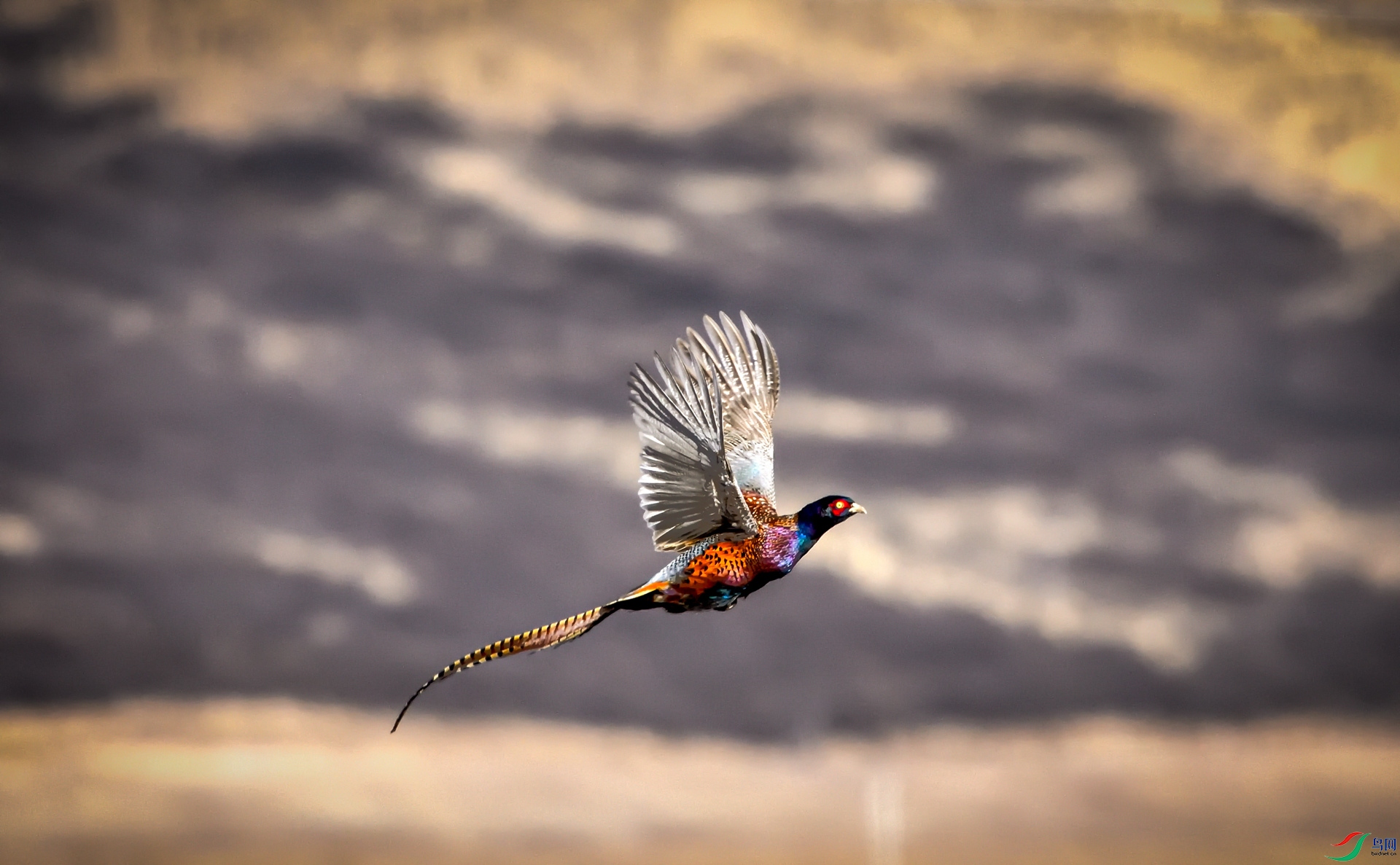《飞翔的雉鸡》