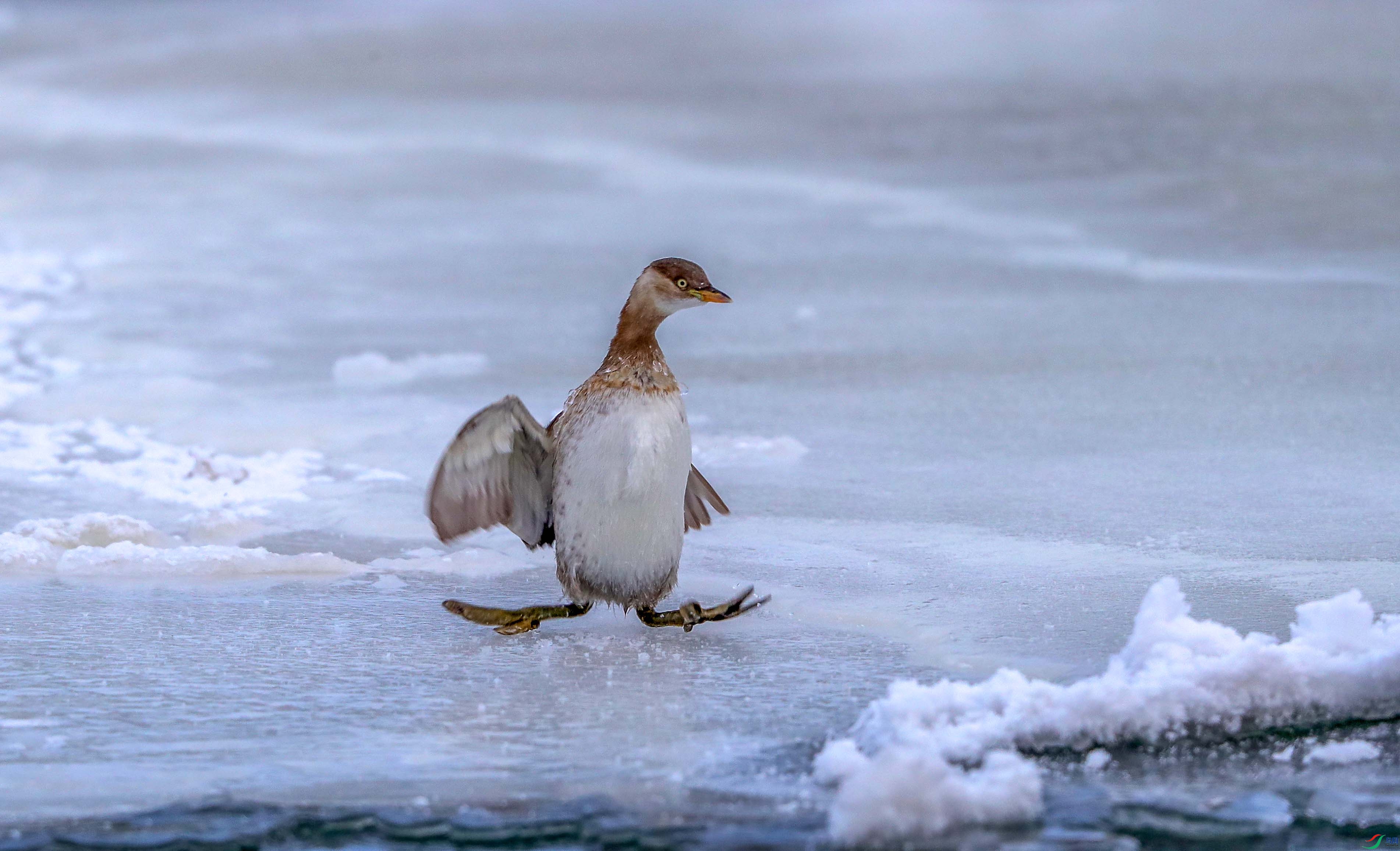 ����¡���Ҳ���