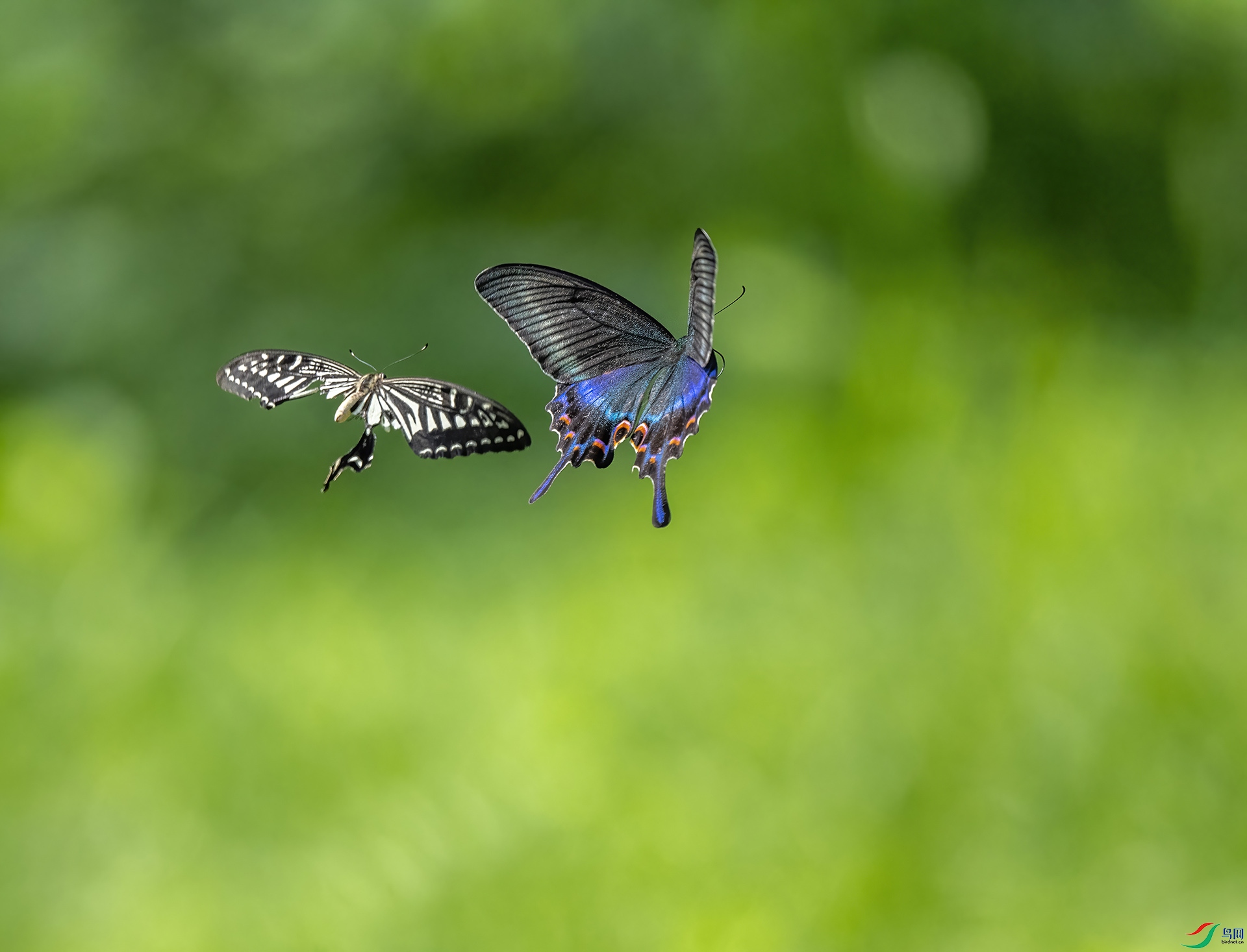 DSC_8675-DeNoiseAI-denoise.jpg